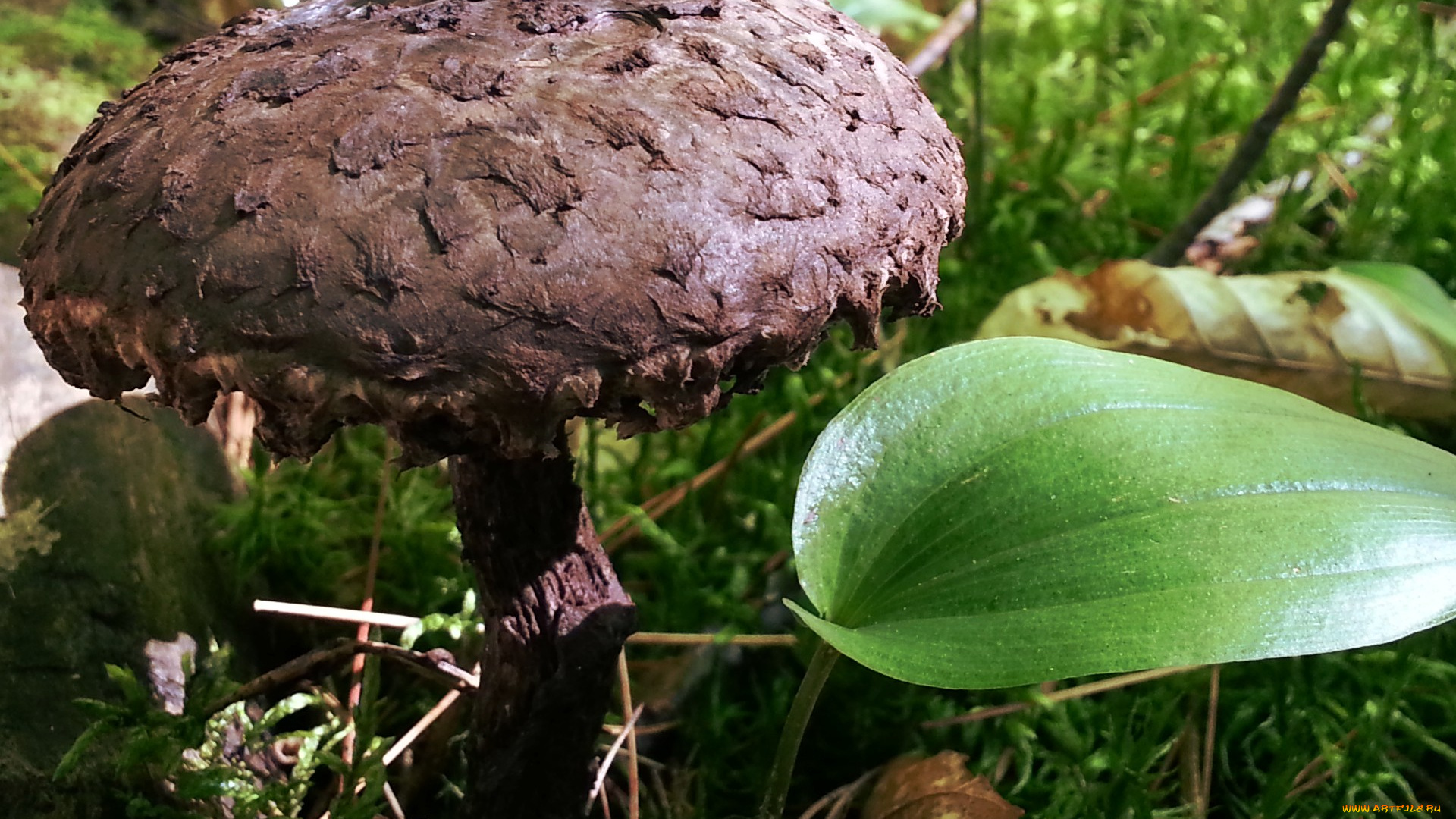 природа, грибы, шляпка