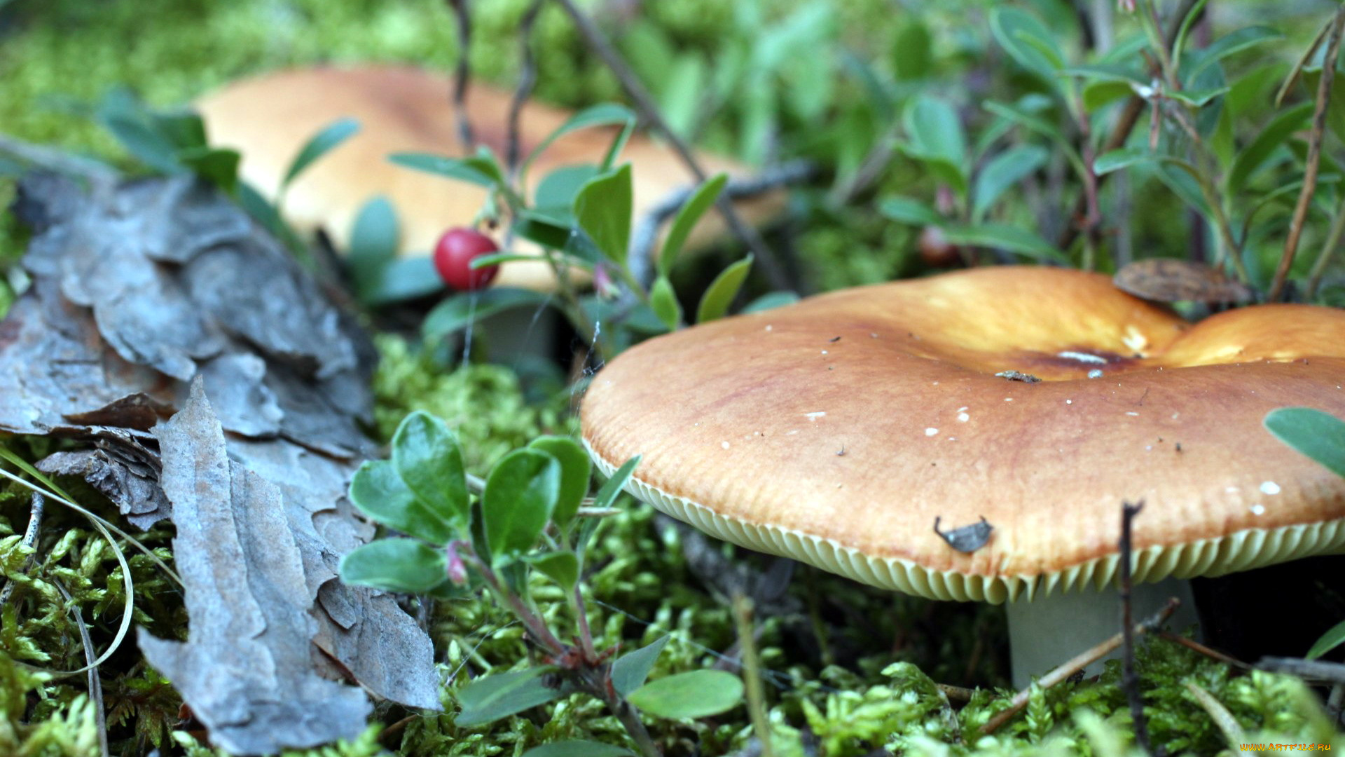 природа, грибы, сыроежка