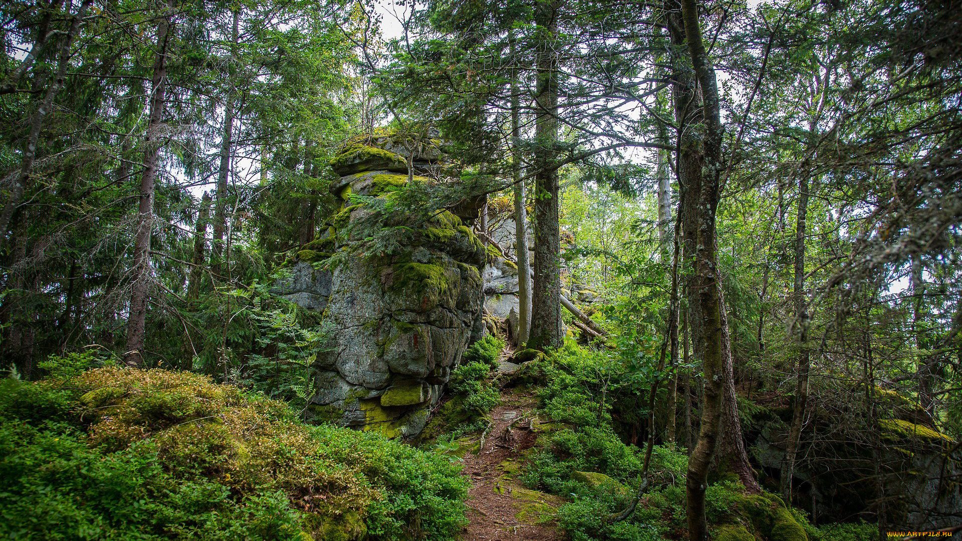 природа, лес, тропинка, деревья