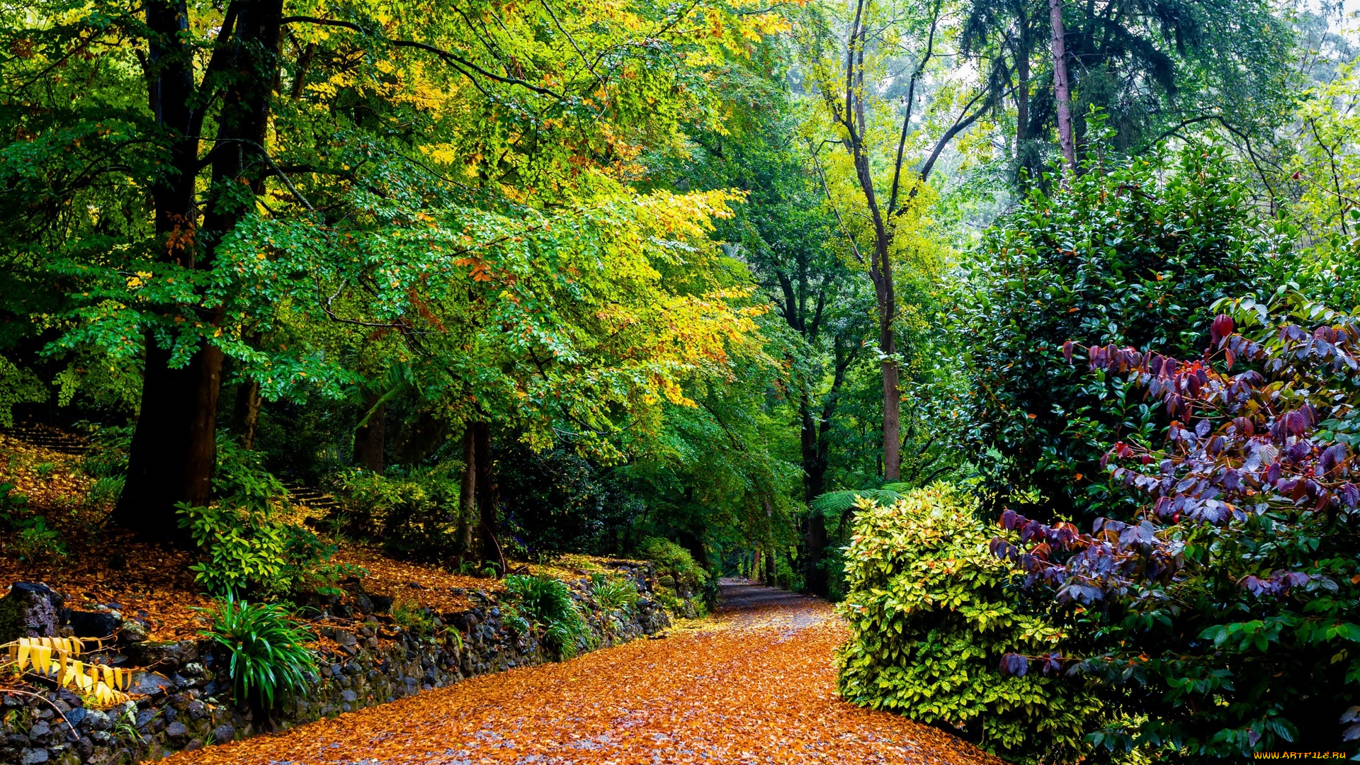 природа, парк, листва