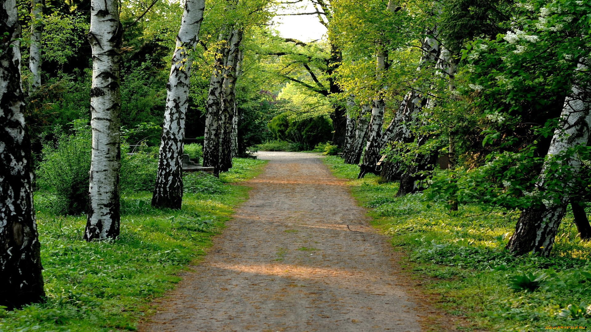 природа, парк, сирень, весна, березы, аллея