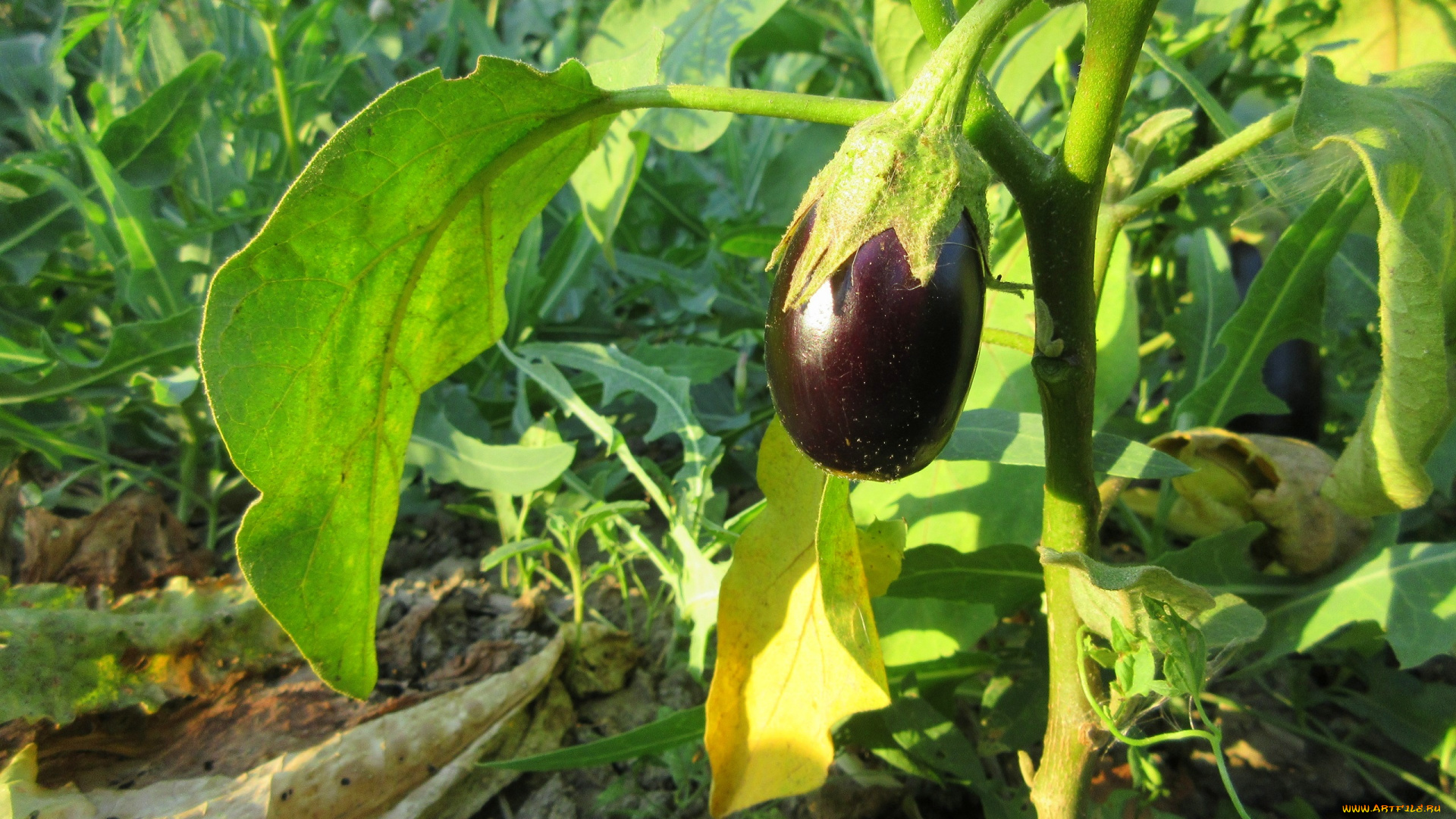 природа, плоды, баклажан