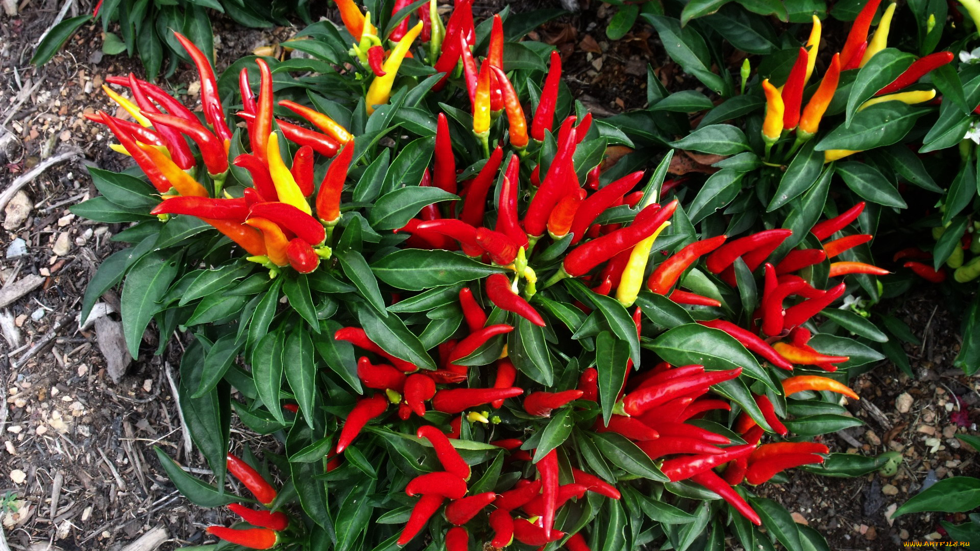 природа, плоды, чили, перец, жгучий