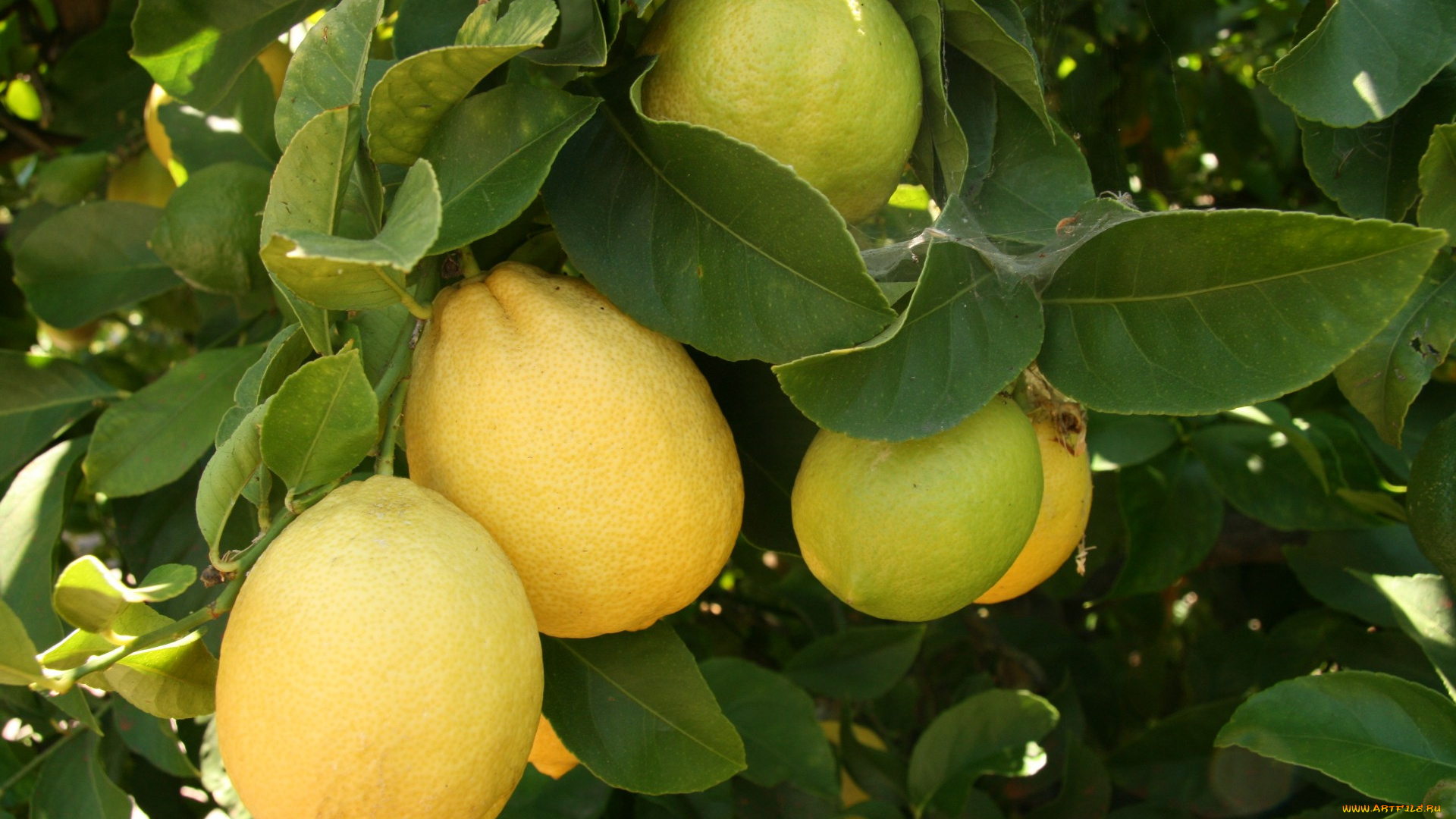 природа, плоды, лимоны