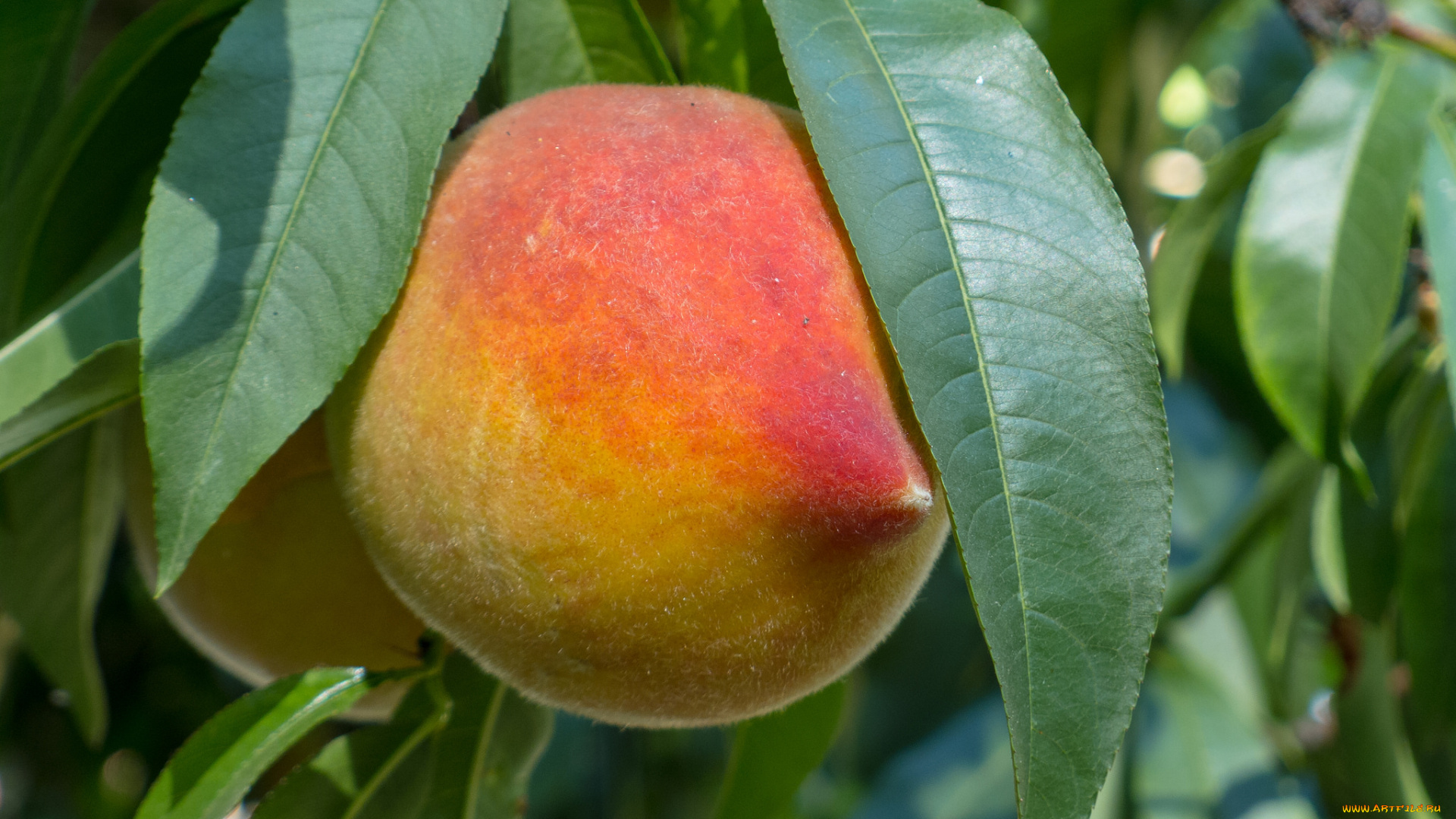 природа, плоды, персик, плод, дерево, листья