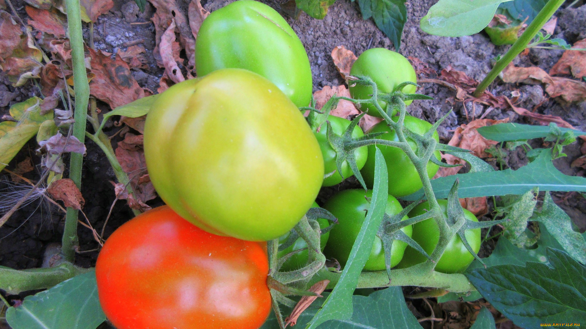 природа, плоды, помидоры, томаты