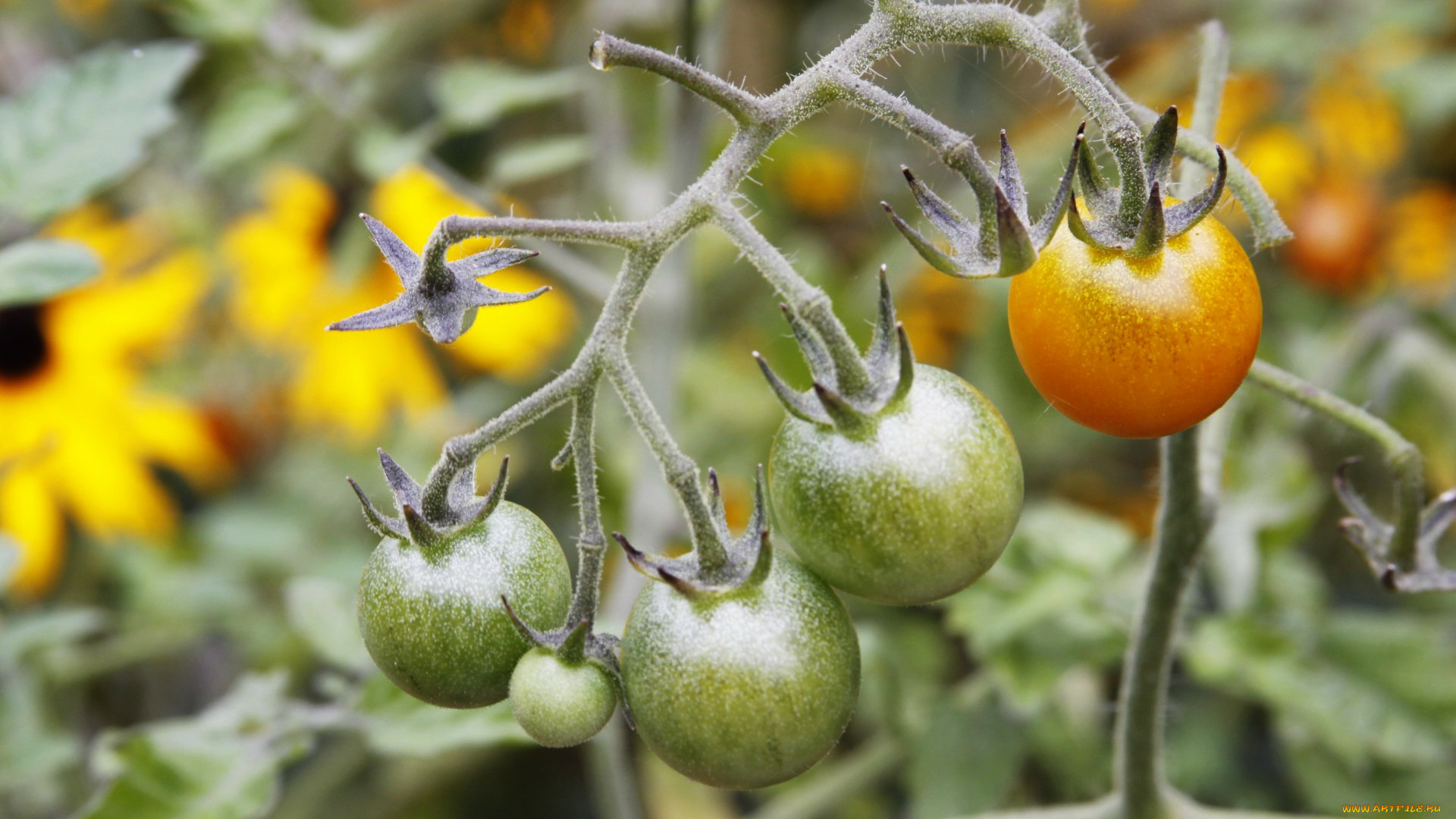 природа, плоды, помидоры, томаты