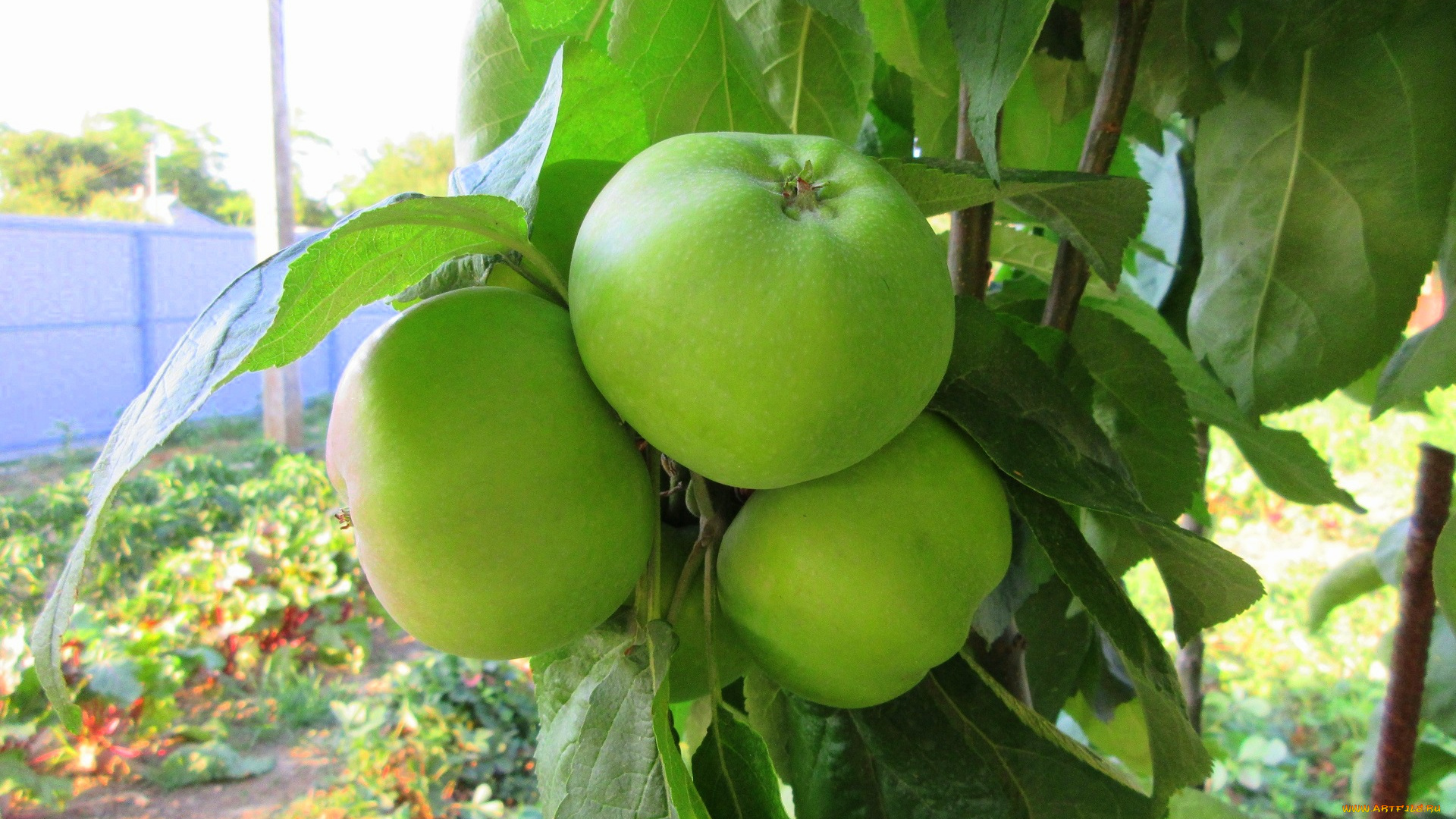 природа, плоды, яблоки