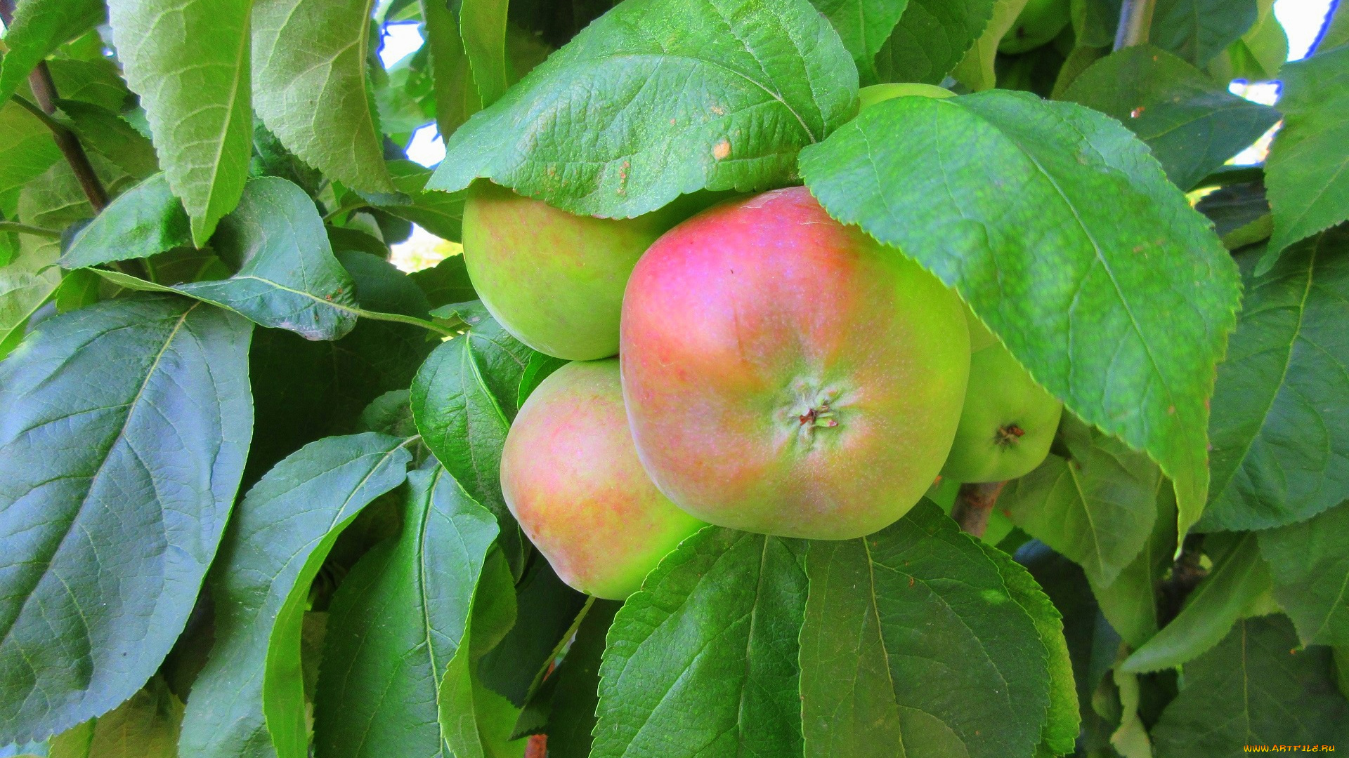 природа, плоды, яблоки