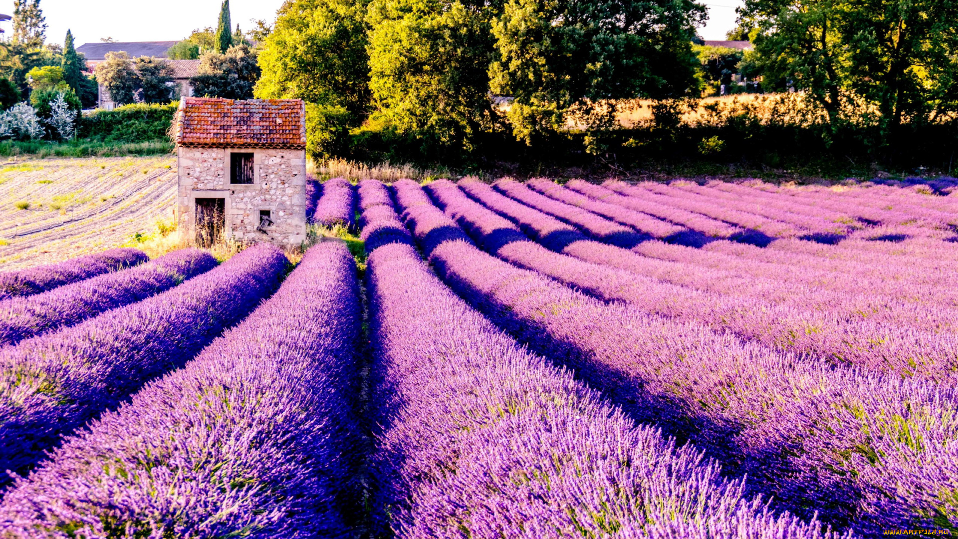 природа, поля, лаванда