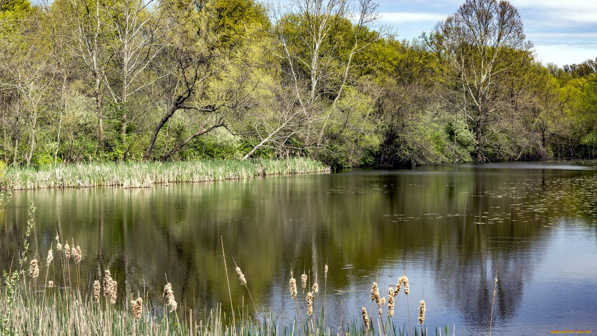 природа, реки, озера, покой, река, вода, деревья