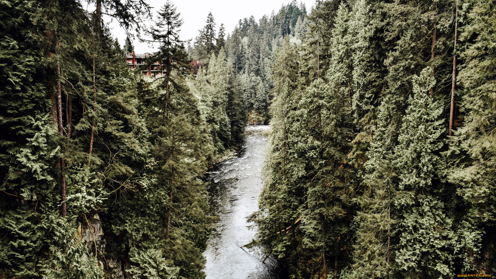 природа, водопады, поток, сосны