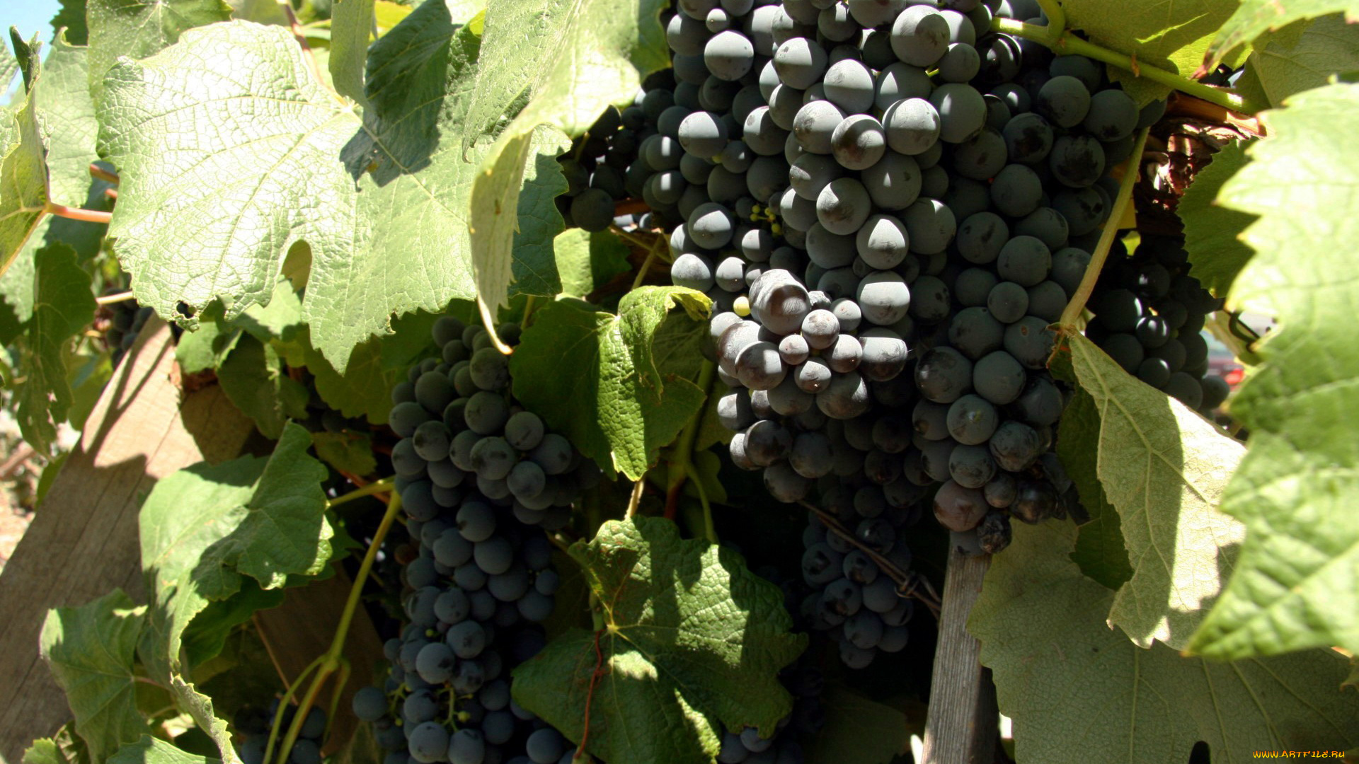 природа, Ягоды, , виноград, виноград, ягоды, урожай, гроздья