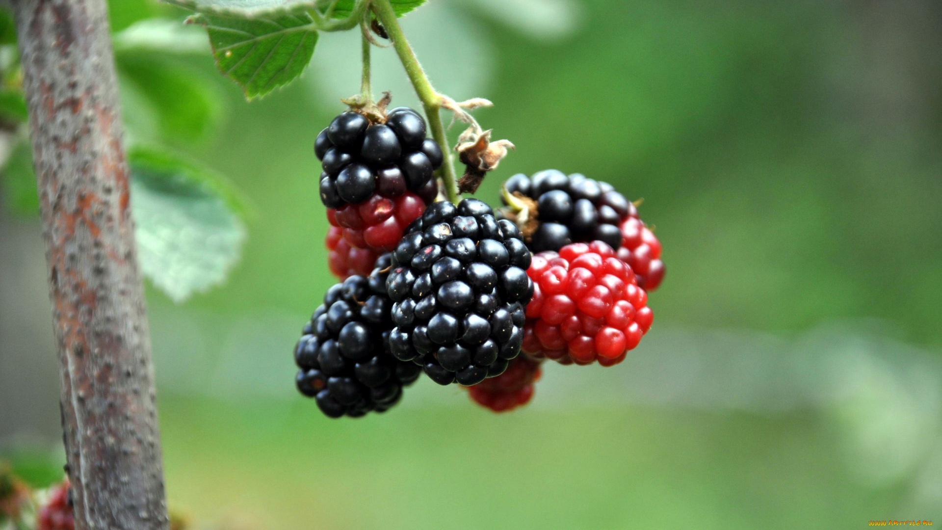 природа, Ягоды, ежевика