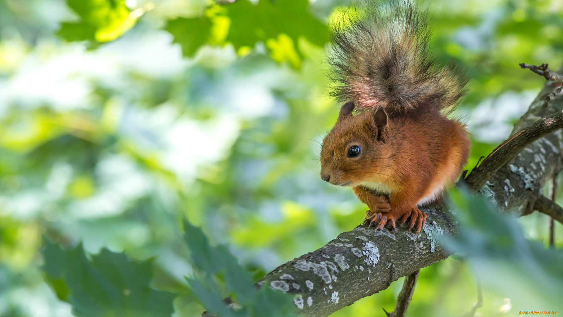 животные, белки, листья, ветка