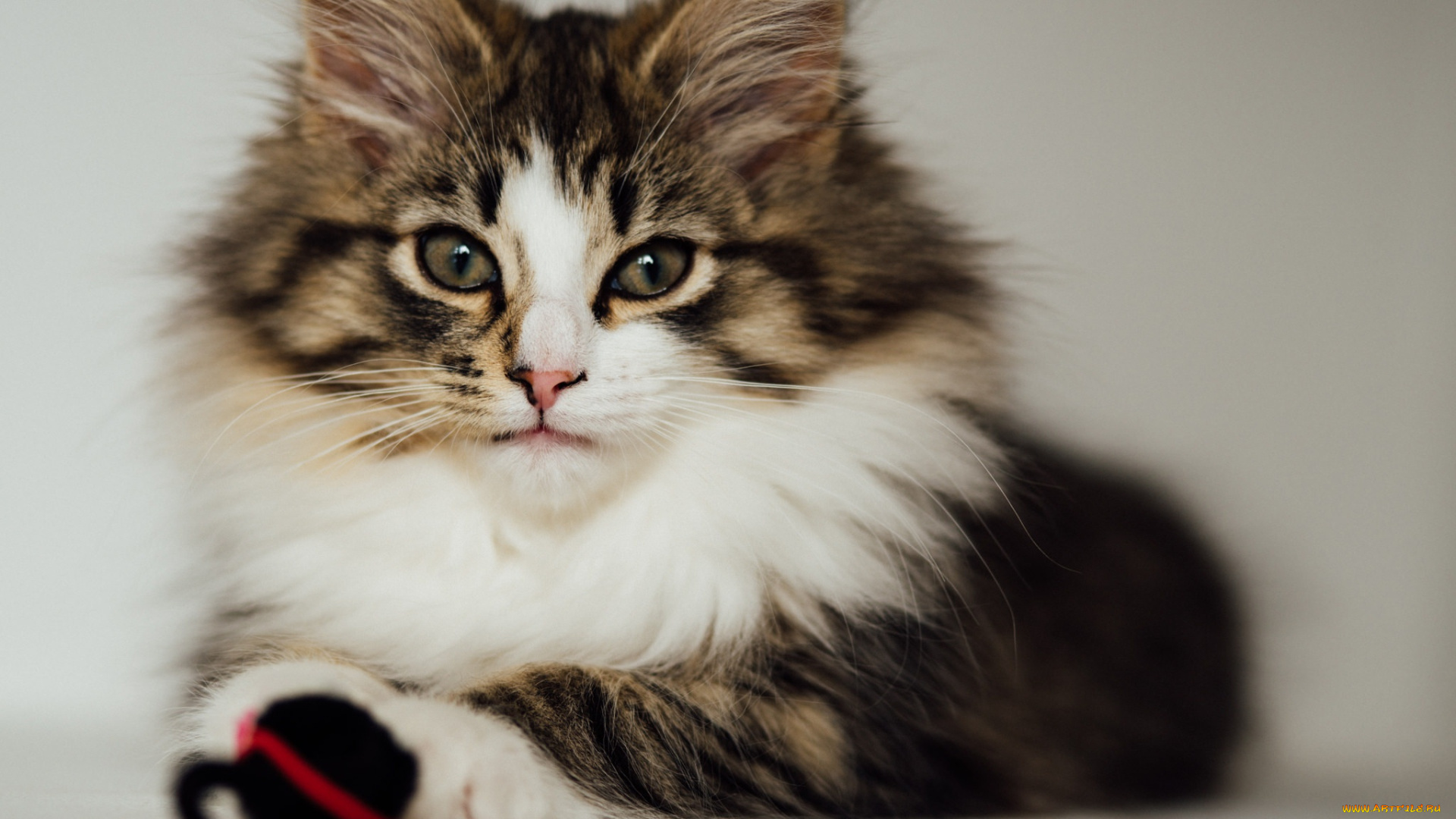 животные, коты, кошка, кот, пушистая, взгляд