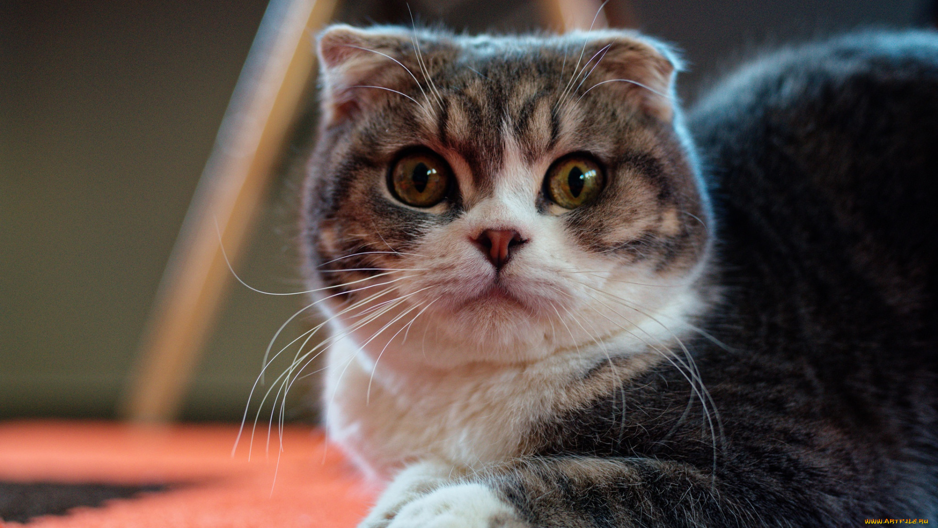 животные, коты, кошка, взгляд, мордочка