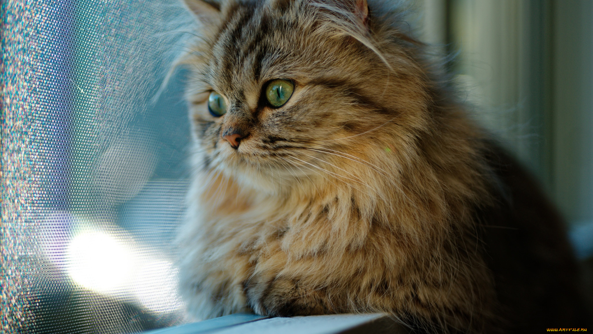 животные, коты, кот, окно, взгляд, кошка