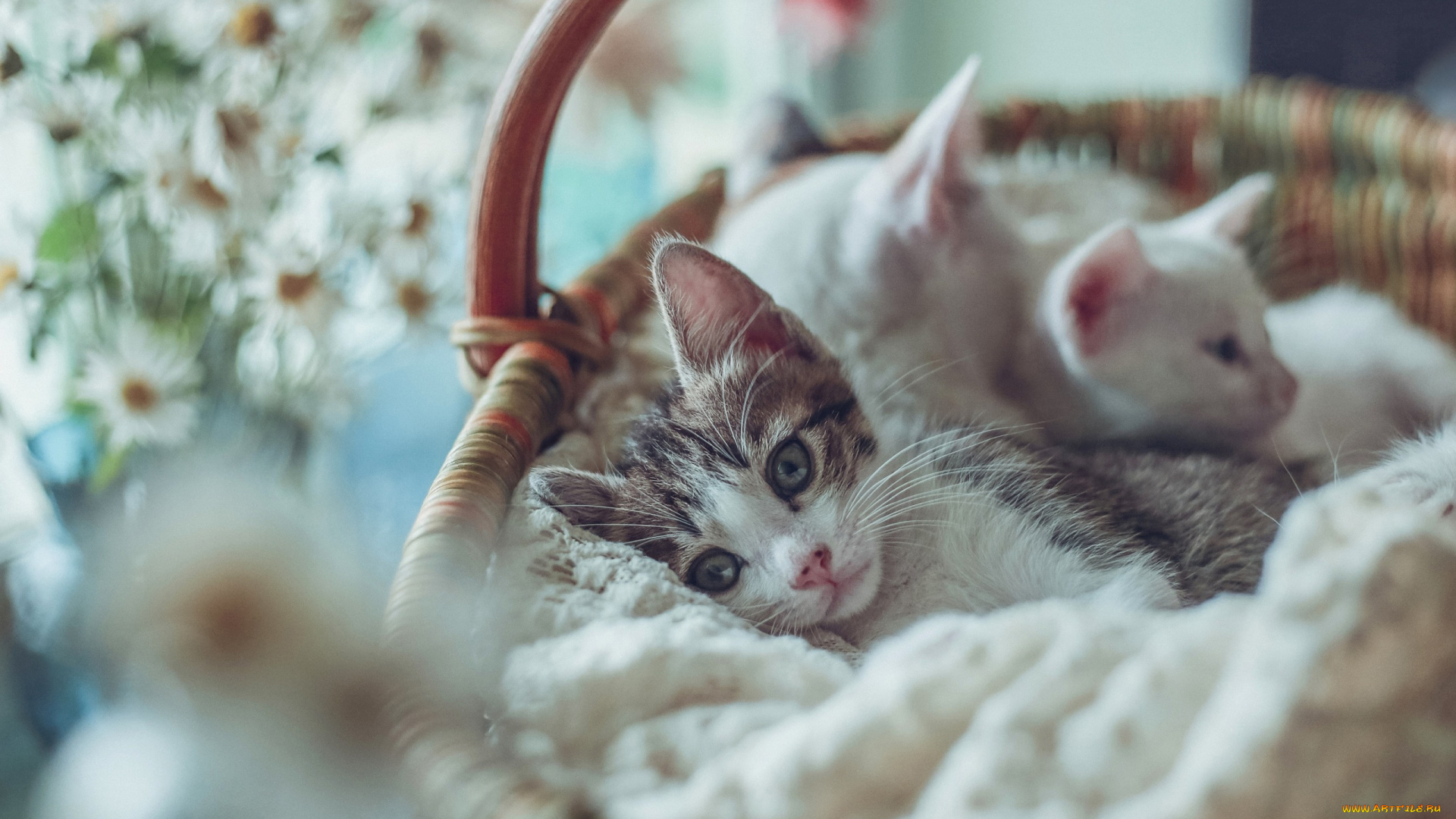 животные, коты, котята, боке, корзина