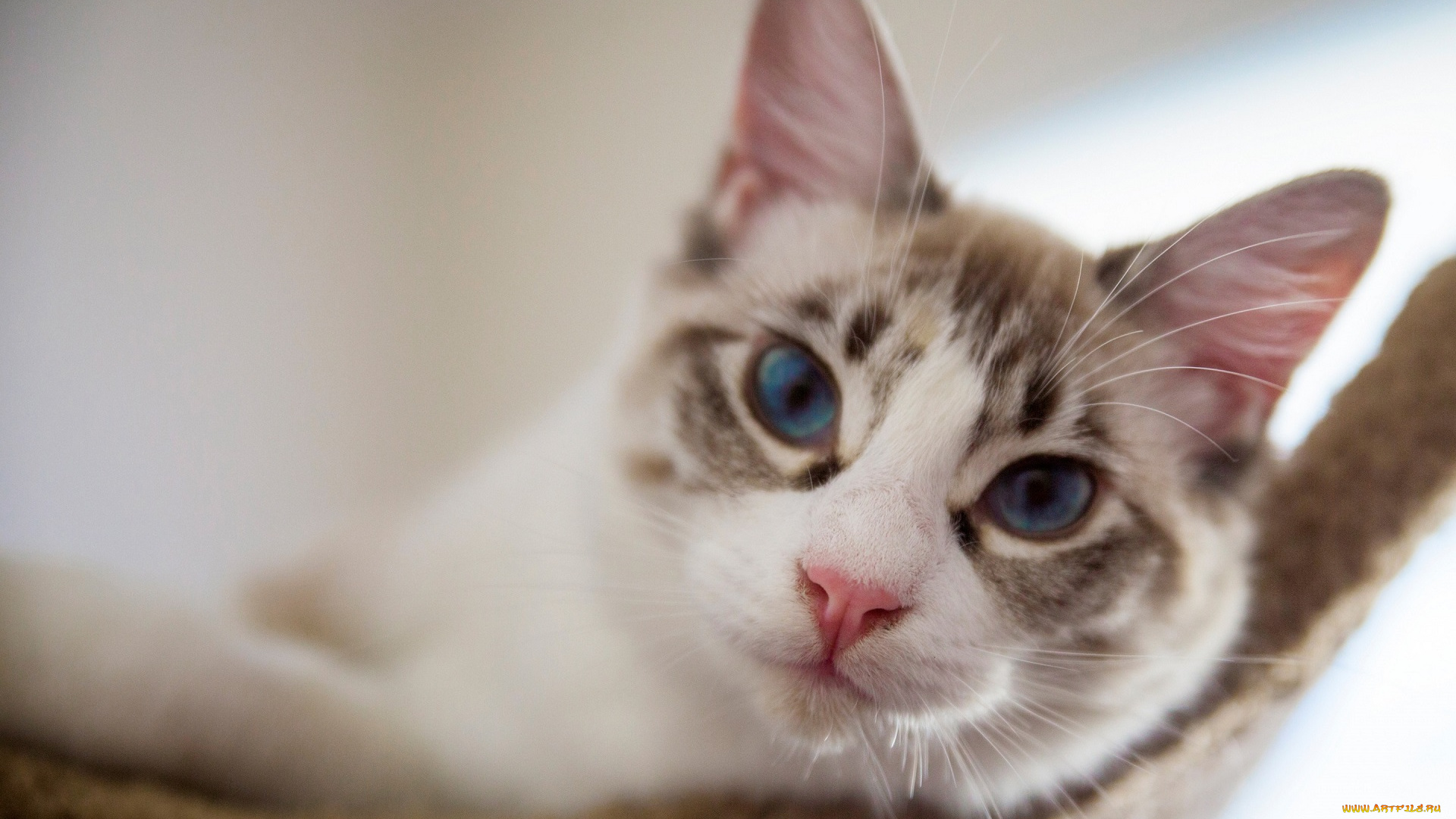 животные, коты, мордочка, взгляд, кошка