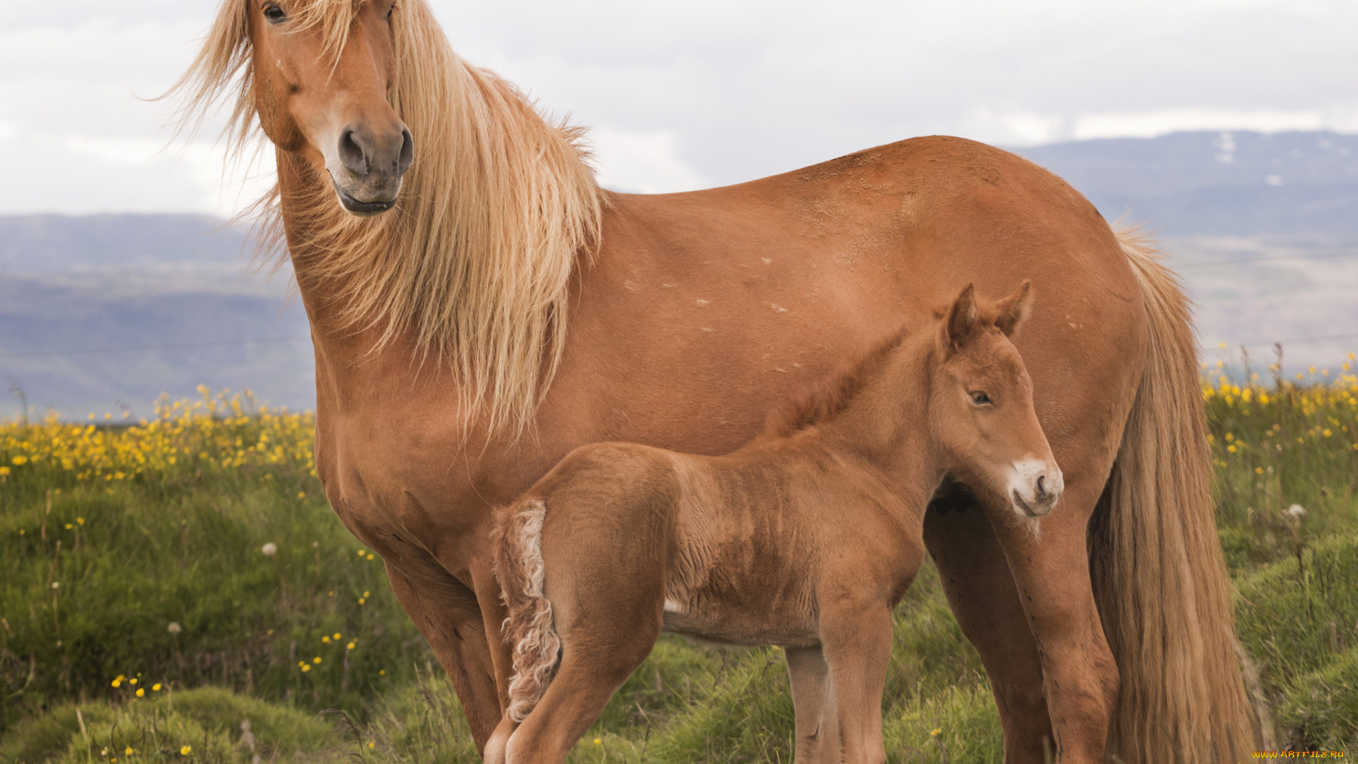 животные, лошади, большая, грива, окрас, лошадь