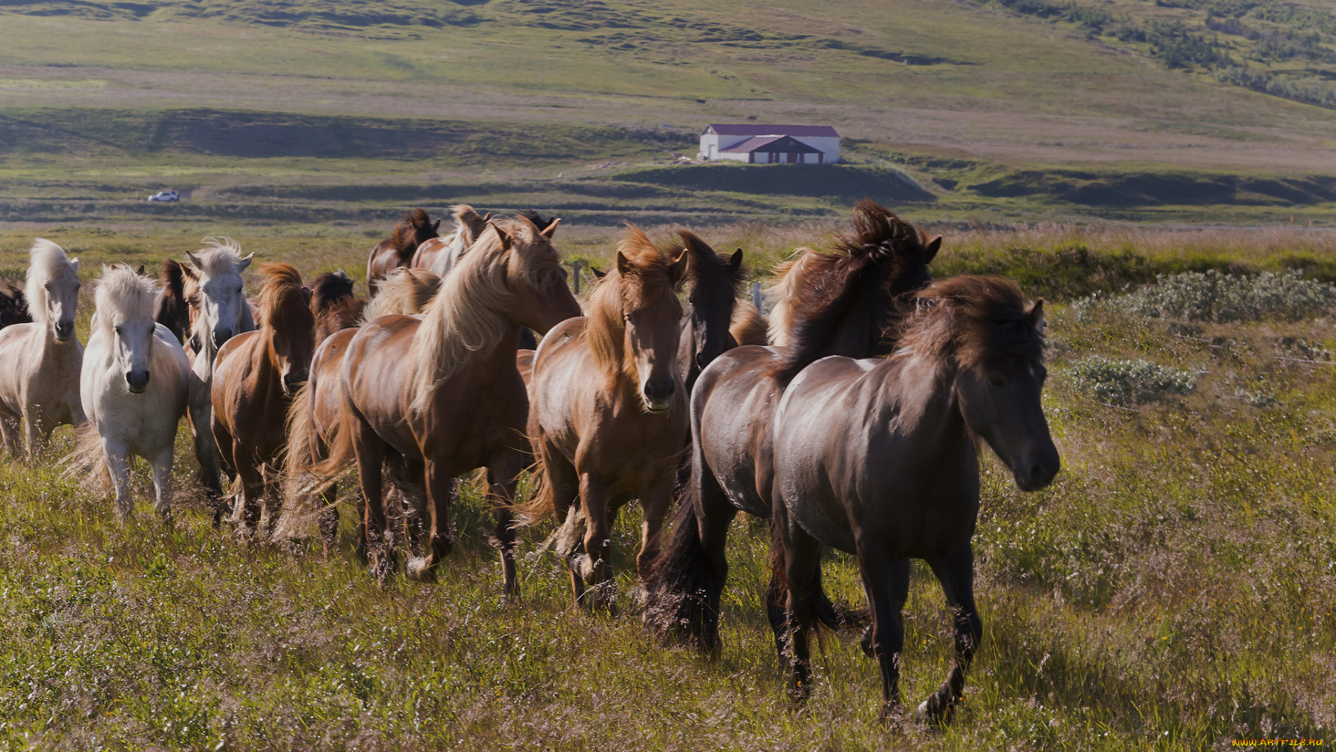 животные, лошади, большая, окрас, грива, лошадь