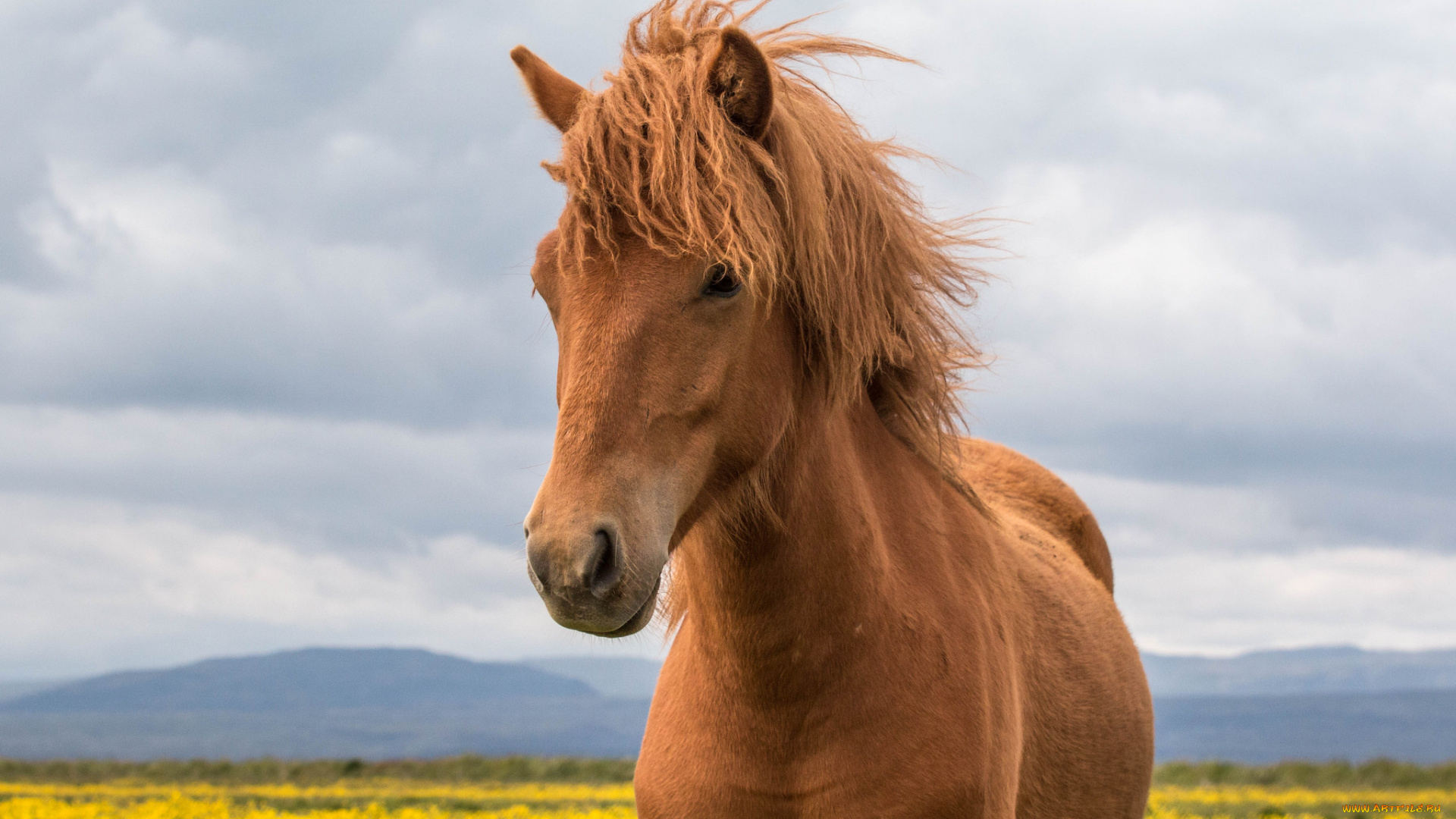 животные, лошади, окрас, грива, хвост, лошадь