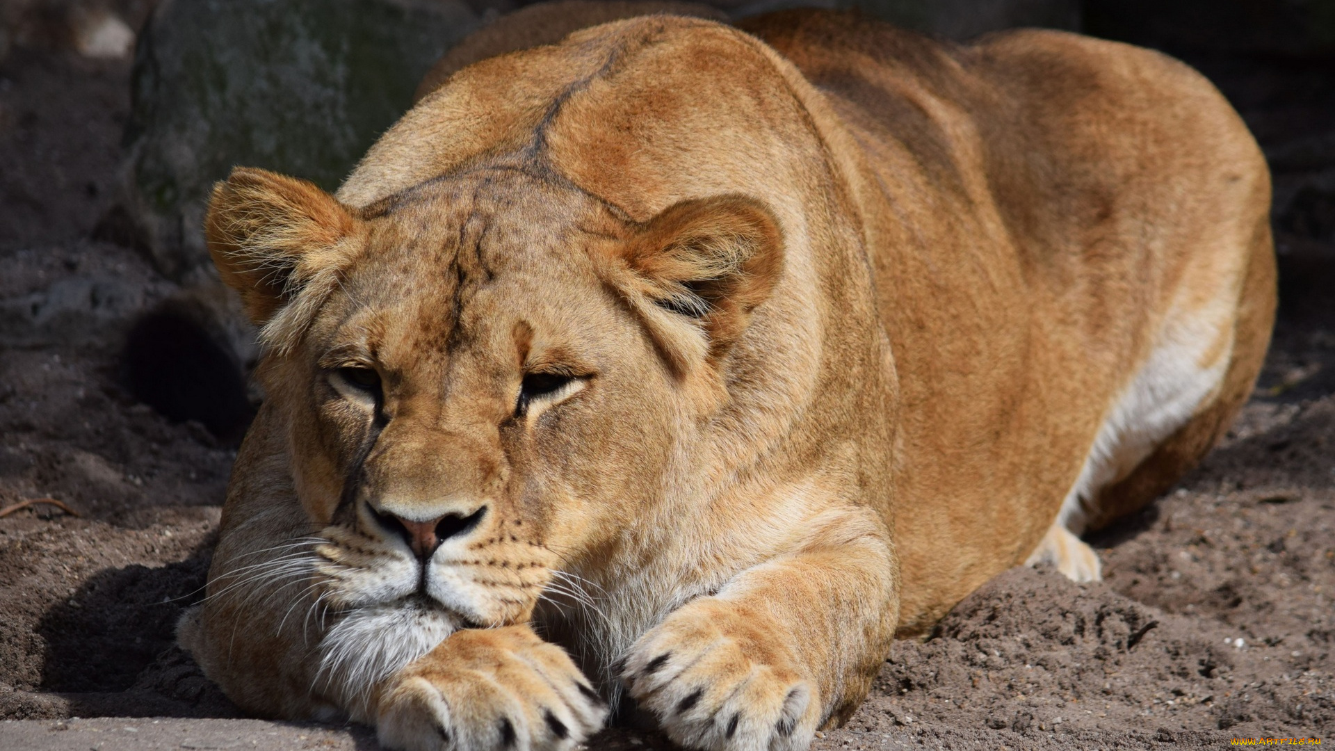 животные, львы, камни, песок