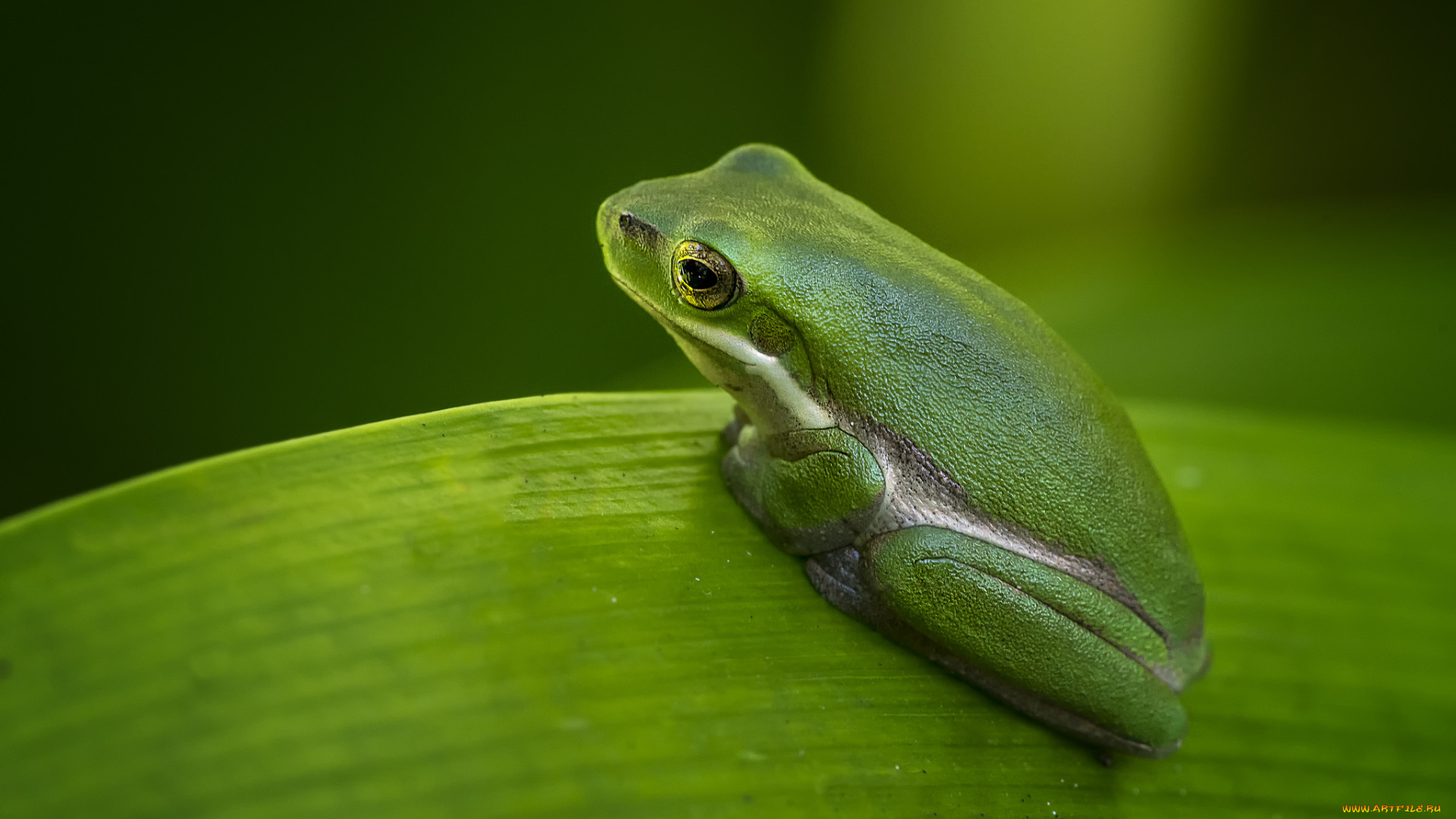 животные, лягушки, окрас, лягушка, милая, фон, макро