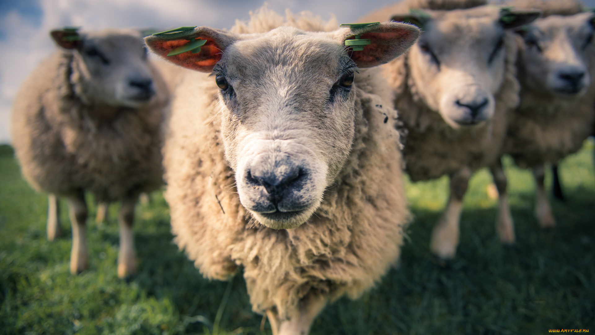 животные, овцы, , бараны, четверо, трава