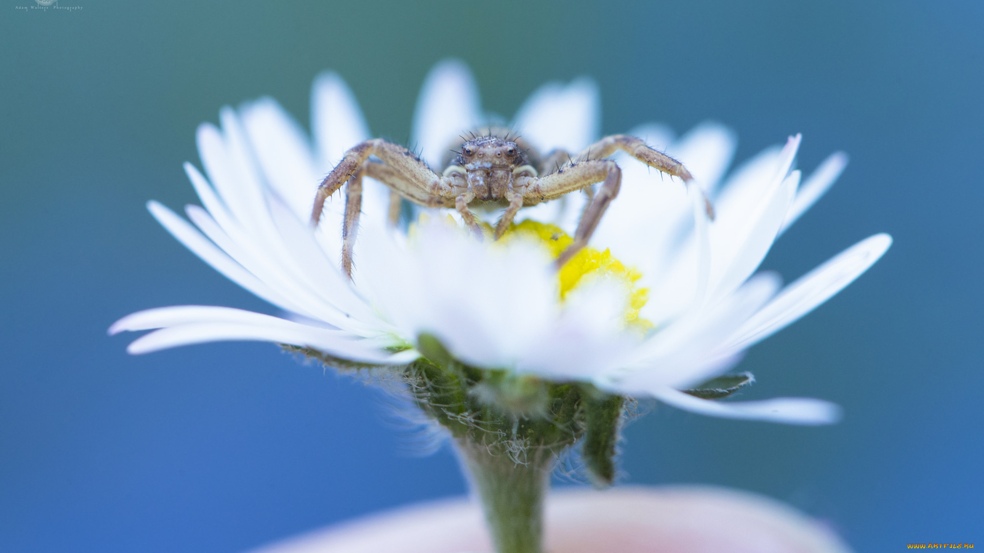 животные, пауки, макро, фон, глаза, паук