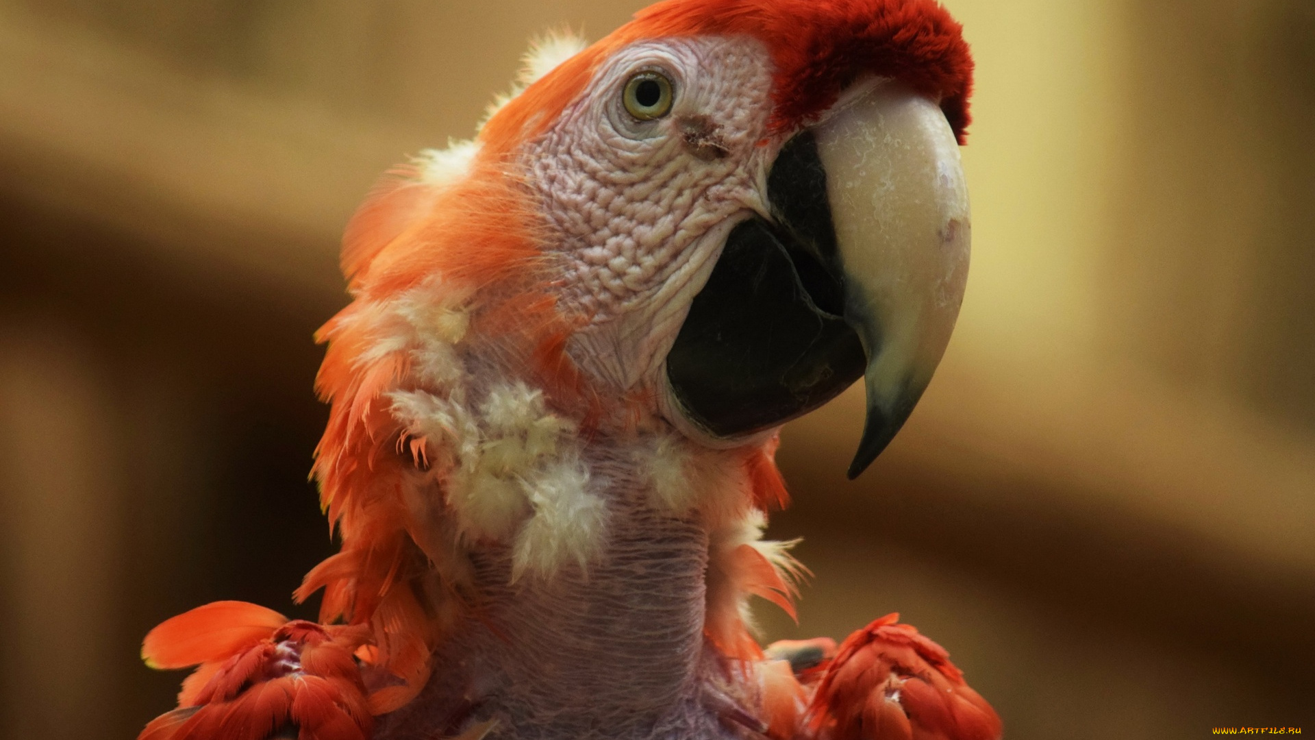 животные, попугаи, голова