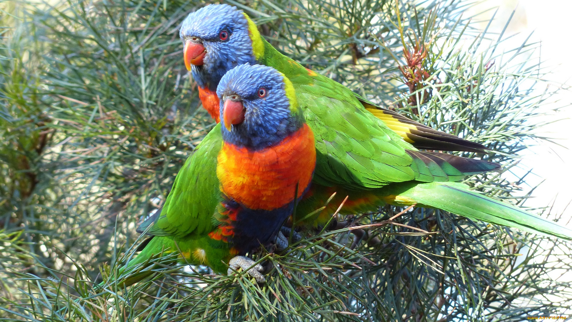 животные, попугаи, хвоя, сосна, двое