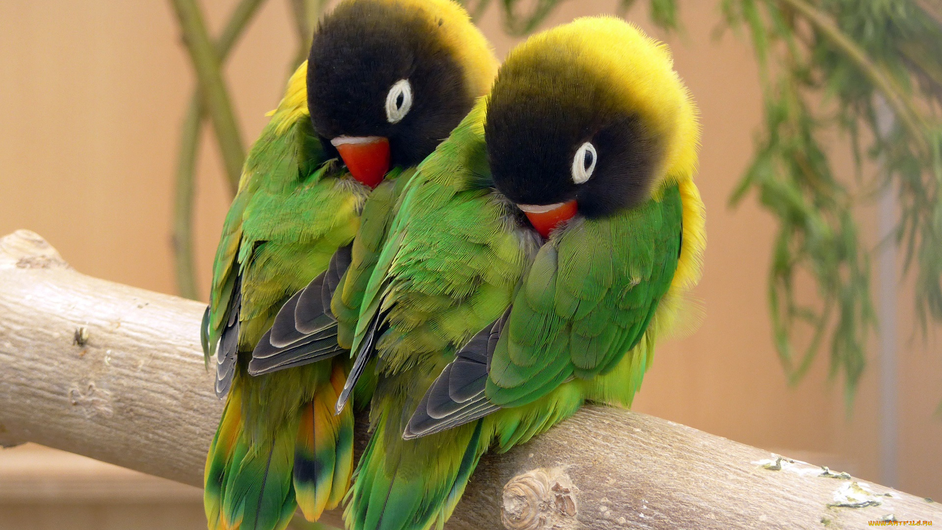 животные, попугаи, птица, клювик, окрас, перья, попугай