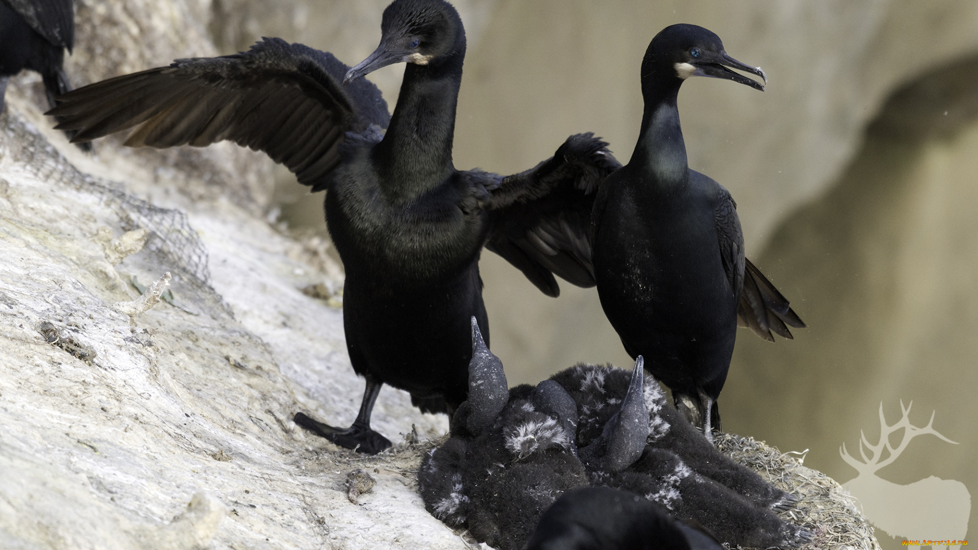 животные, птицы, птица, окрас, перья