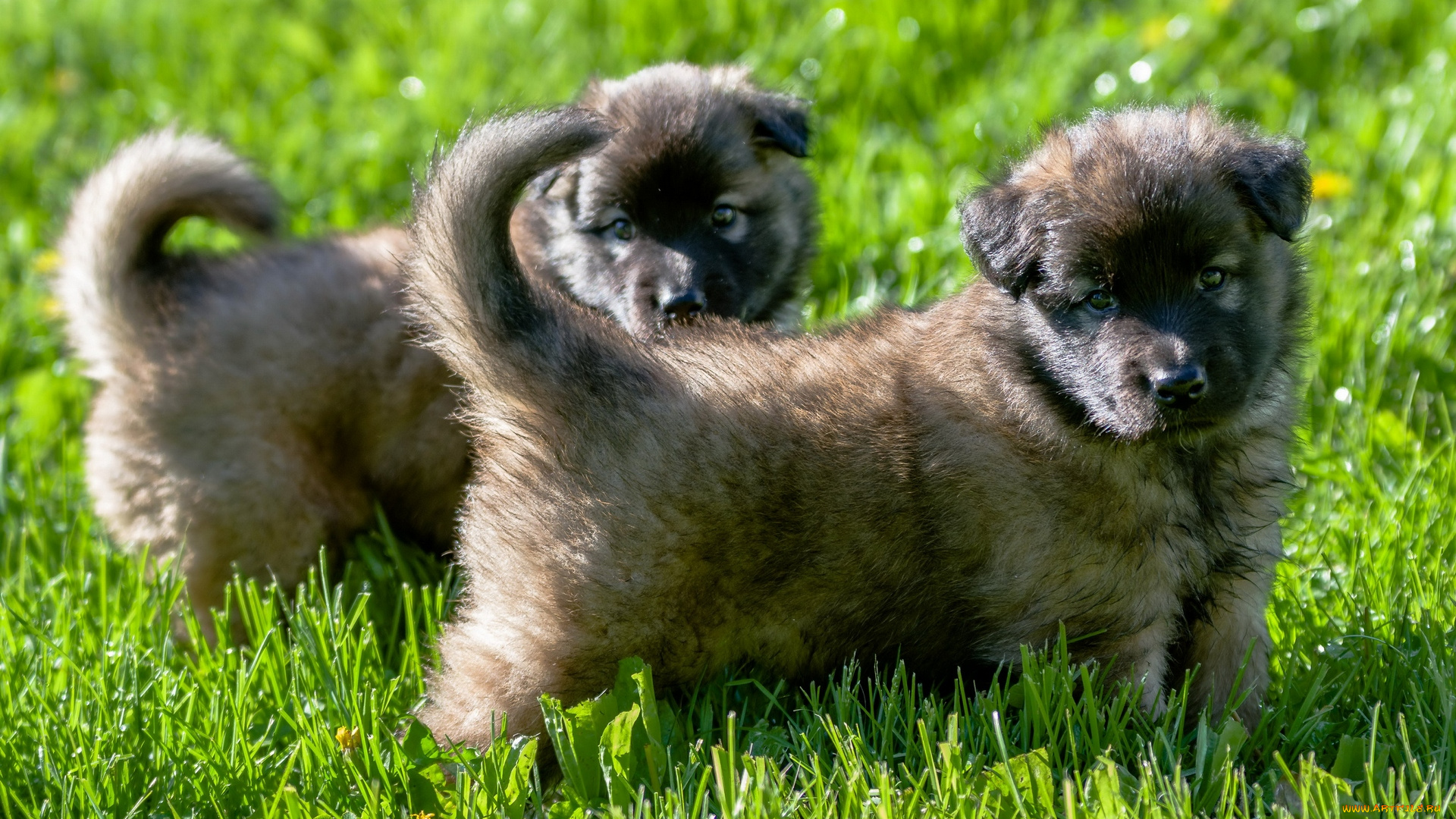 животные, собаки, трава, двое, щенки
