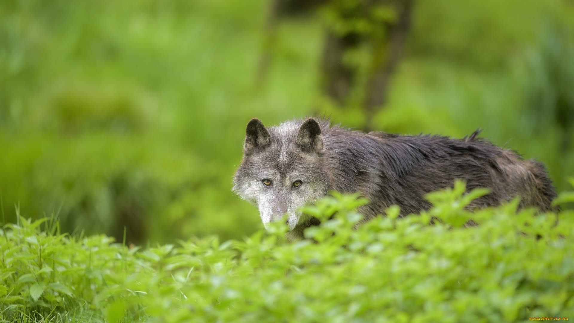 животные, волки, , койоты, , шакалы, дикий, опасен, животное, окрас, шерсть, волк