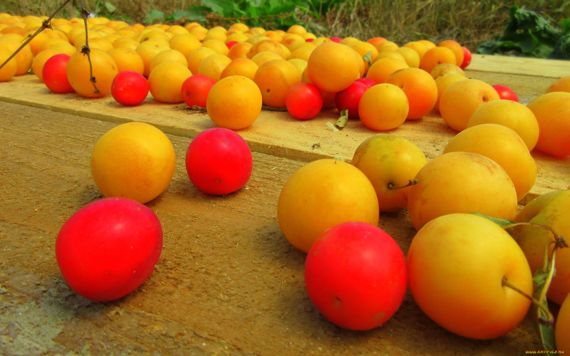 еда, персики, , сливы, , абрикосы, алыча, слива