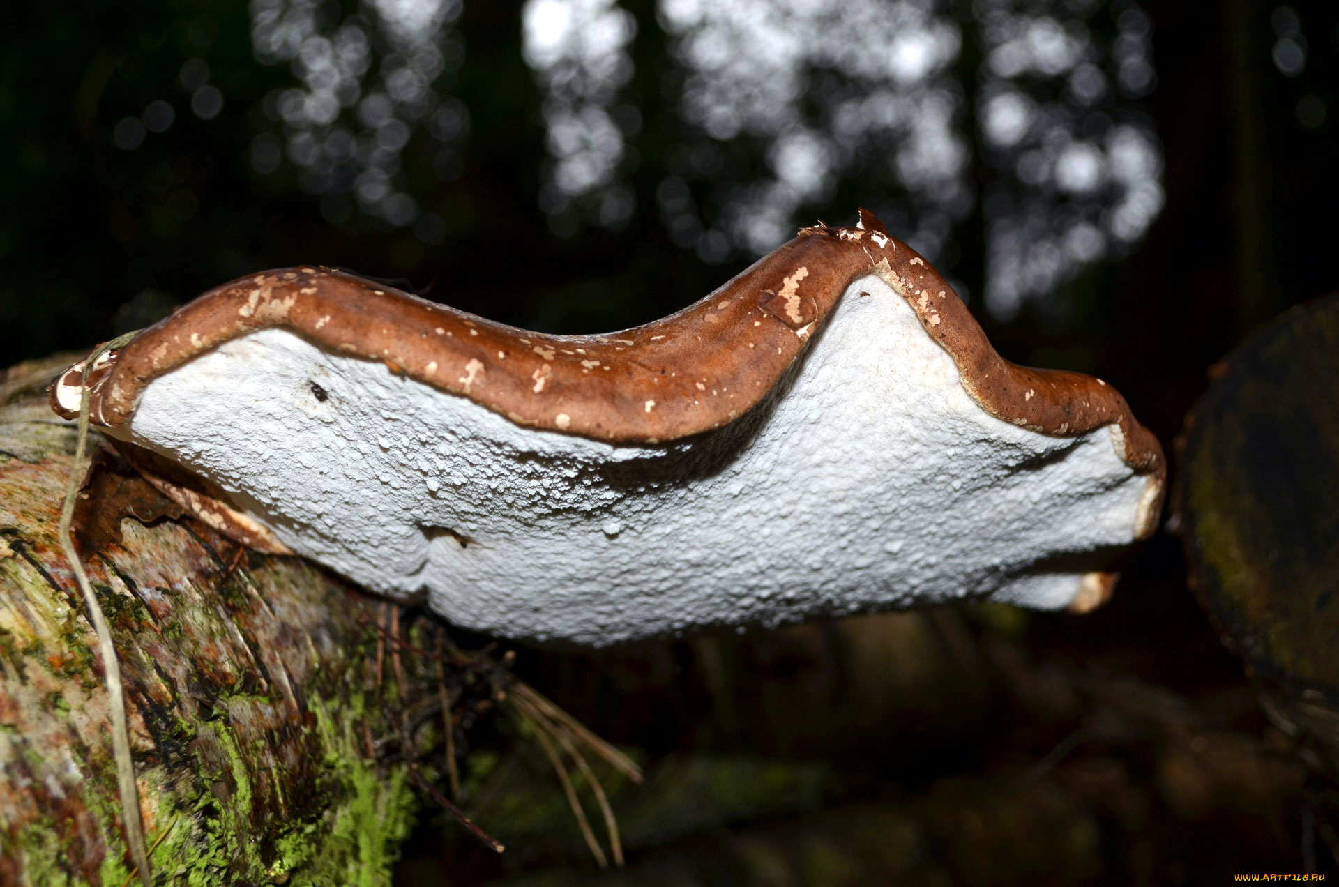 природа, грибы, шляпка