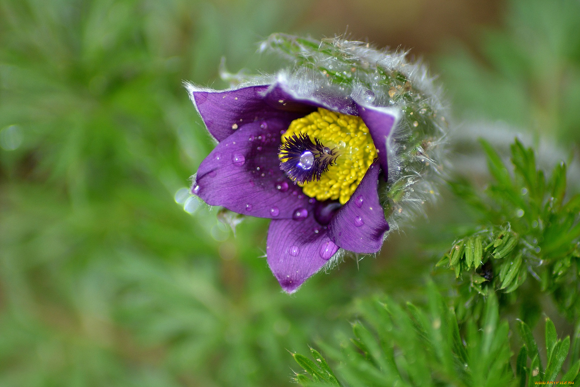 цветы, анемоны, , сон-трава, фиолетовый, цвет