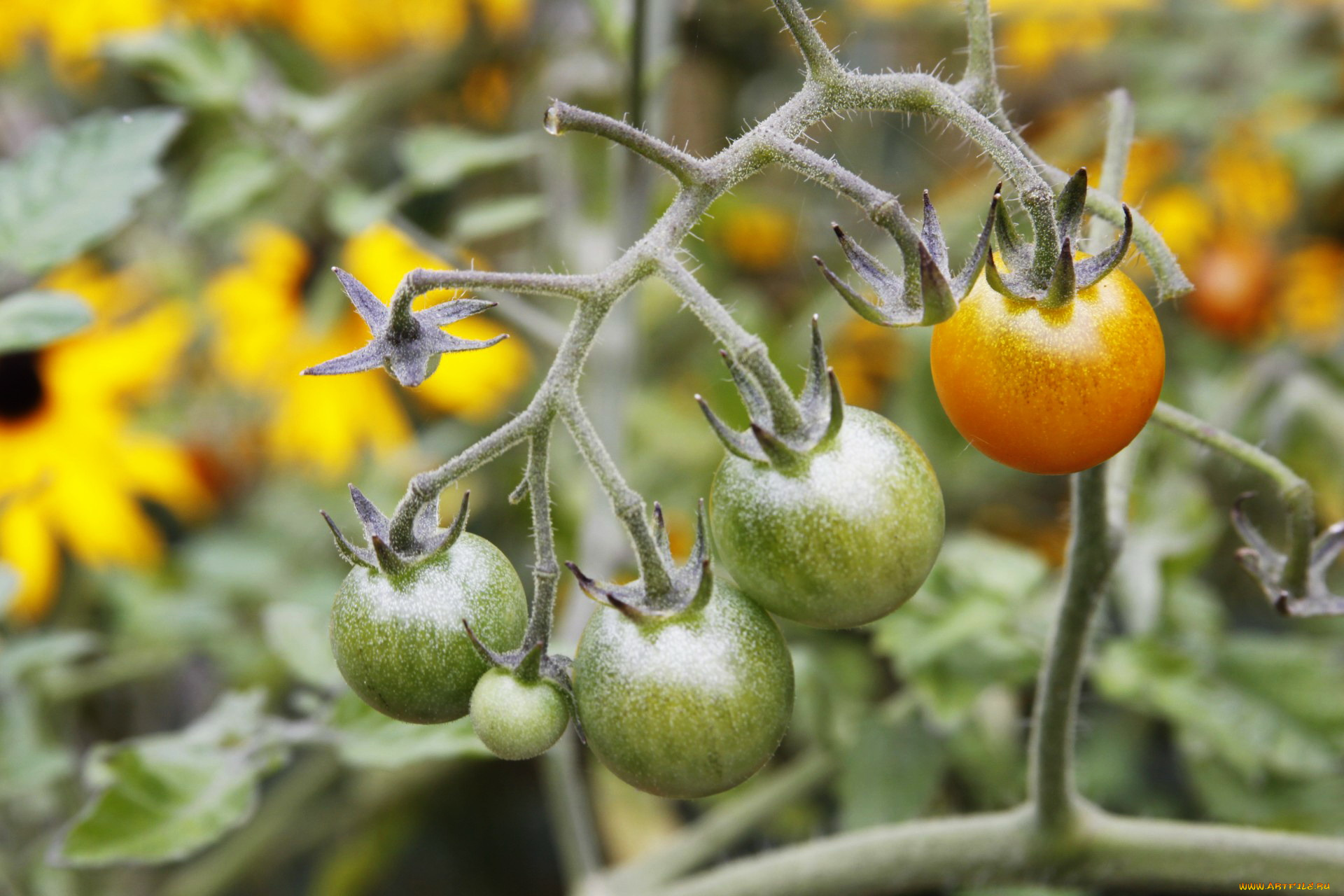 природа, плоды, помидоры, томаты