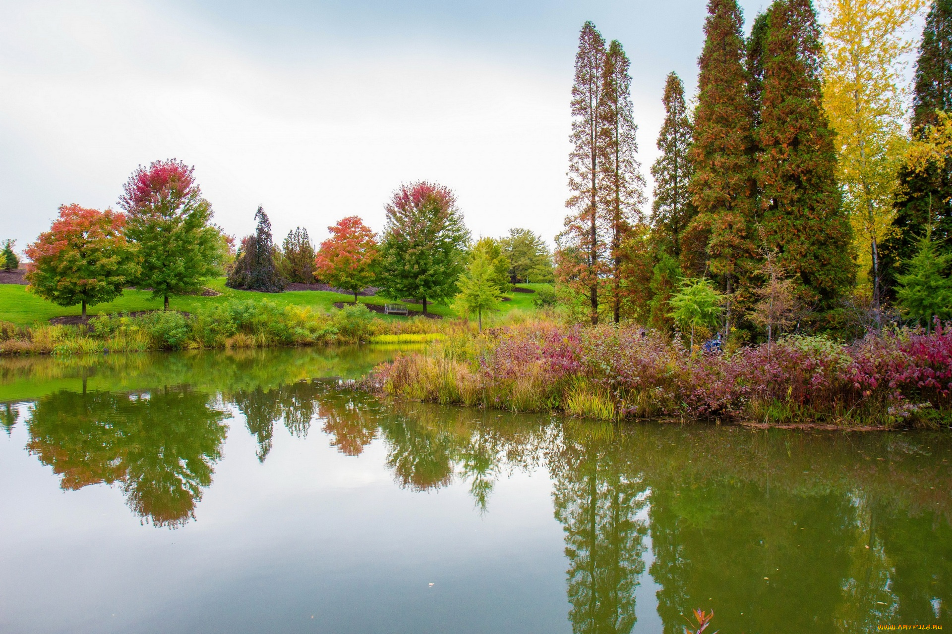 природа, реки, озера, деревья, кустарники, водоем