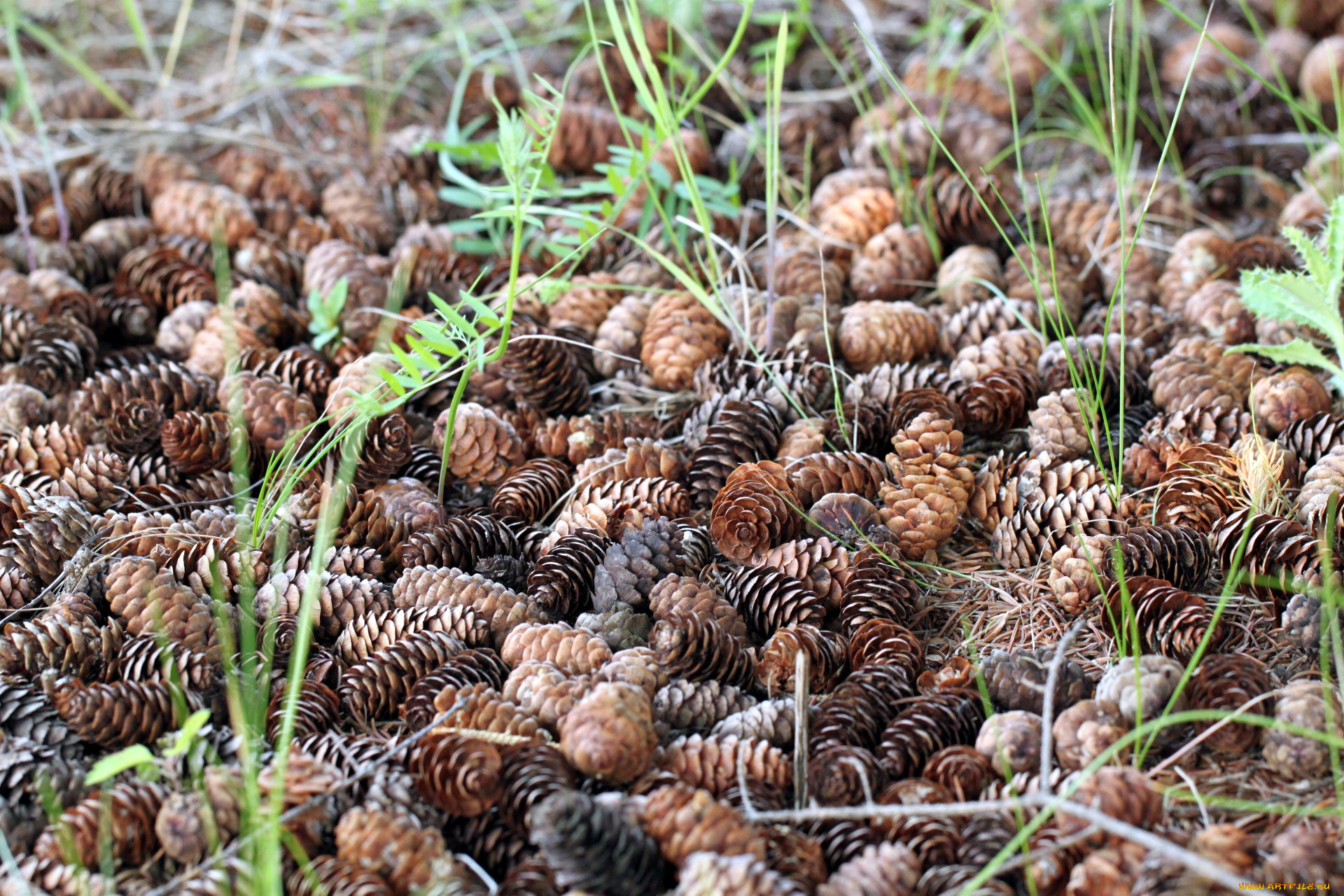 природа, шишки, , жёлуди, , каштаны, трава, осень