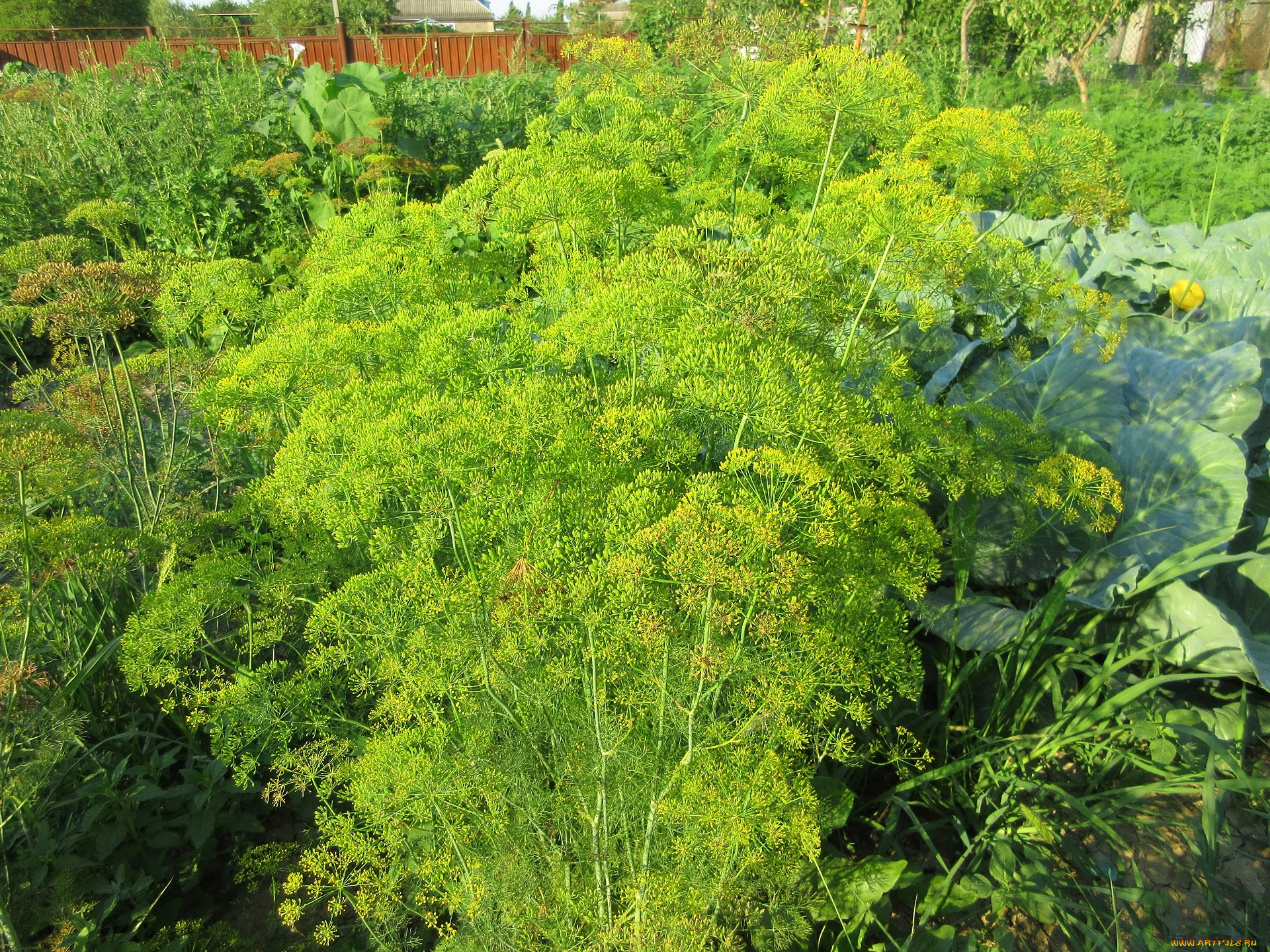 цветы, цветущие, овощи, , ягоды, укроп