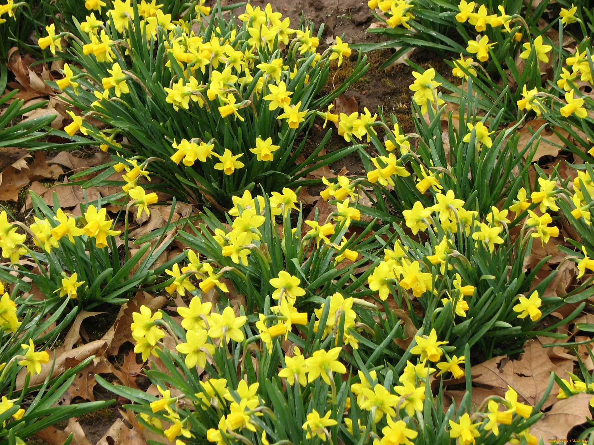 цветы, нарциссы, желтый, цвет