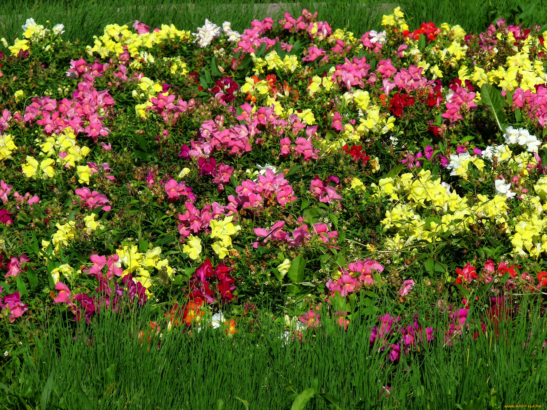 цветы, разные, вместе, разноцветные