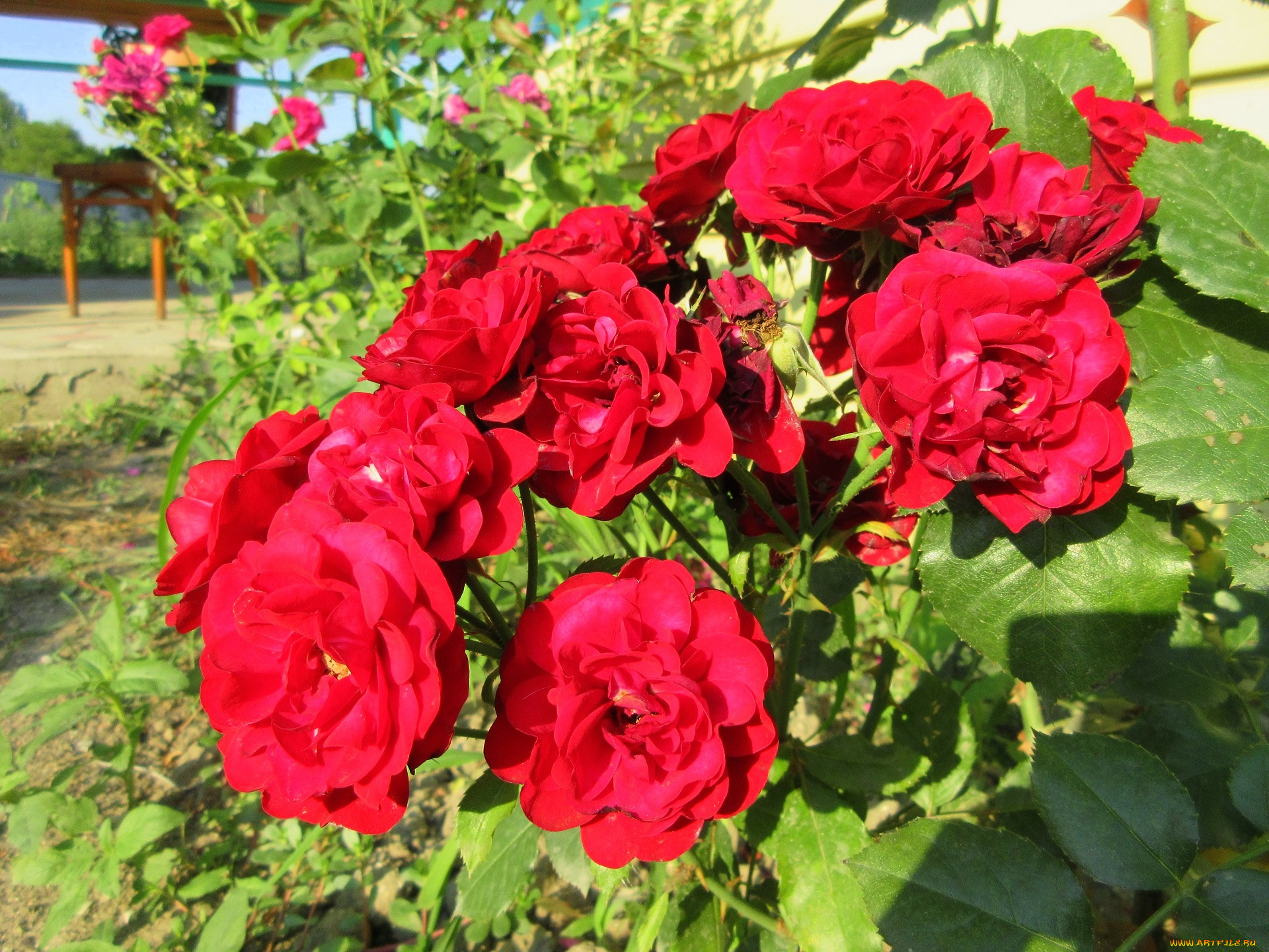 цветы, розы