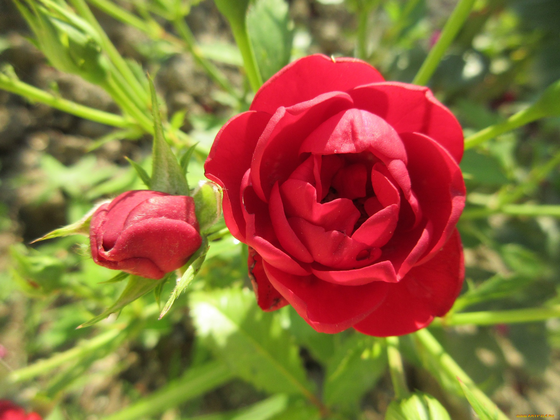 цветы, розы, красные