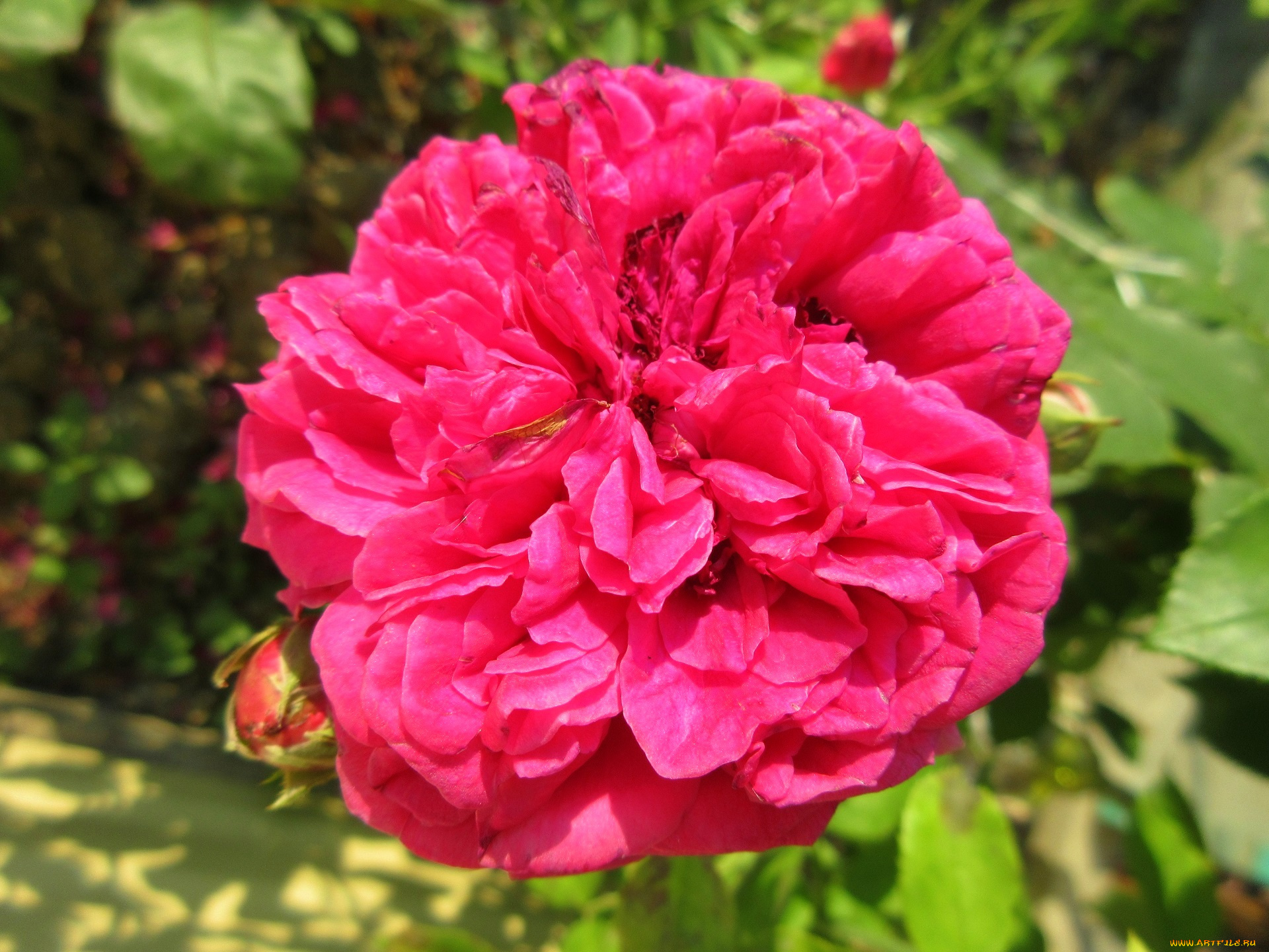 цветы, розы, роза