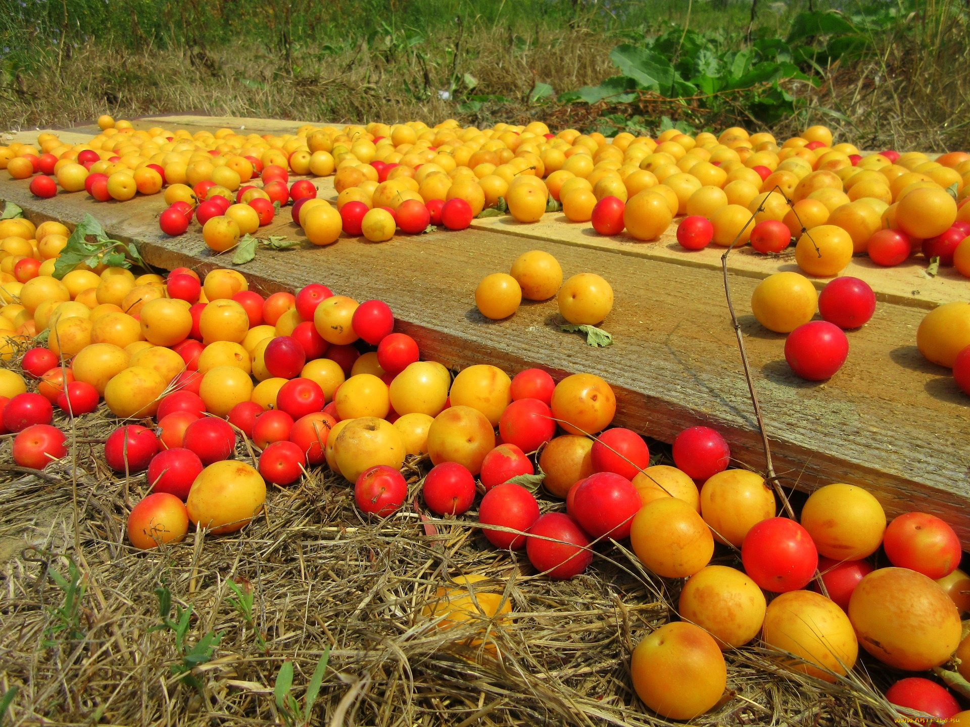 еда, персики, , сливы, , абрикосы, алыча, слива